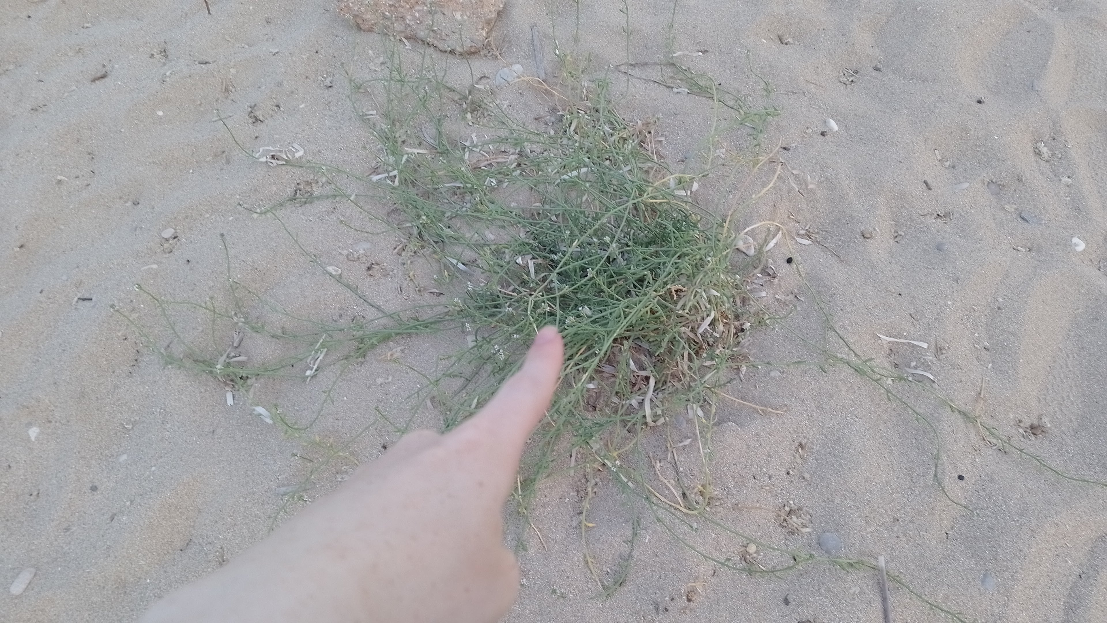 A picture of a different sea rocket plant. This one looks more green and healthy. You can see my finger pointing excitedly at the plant