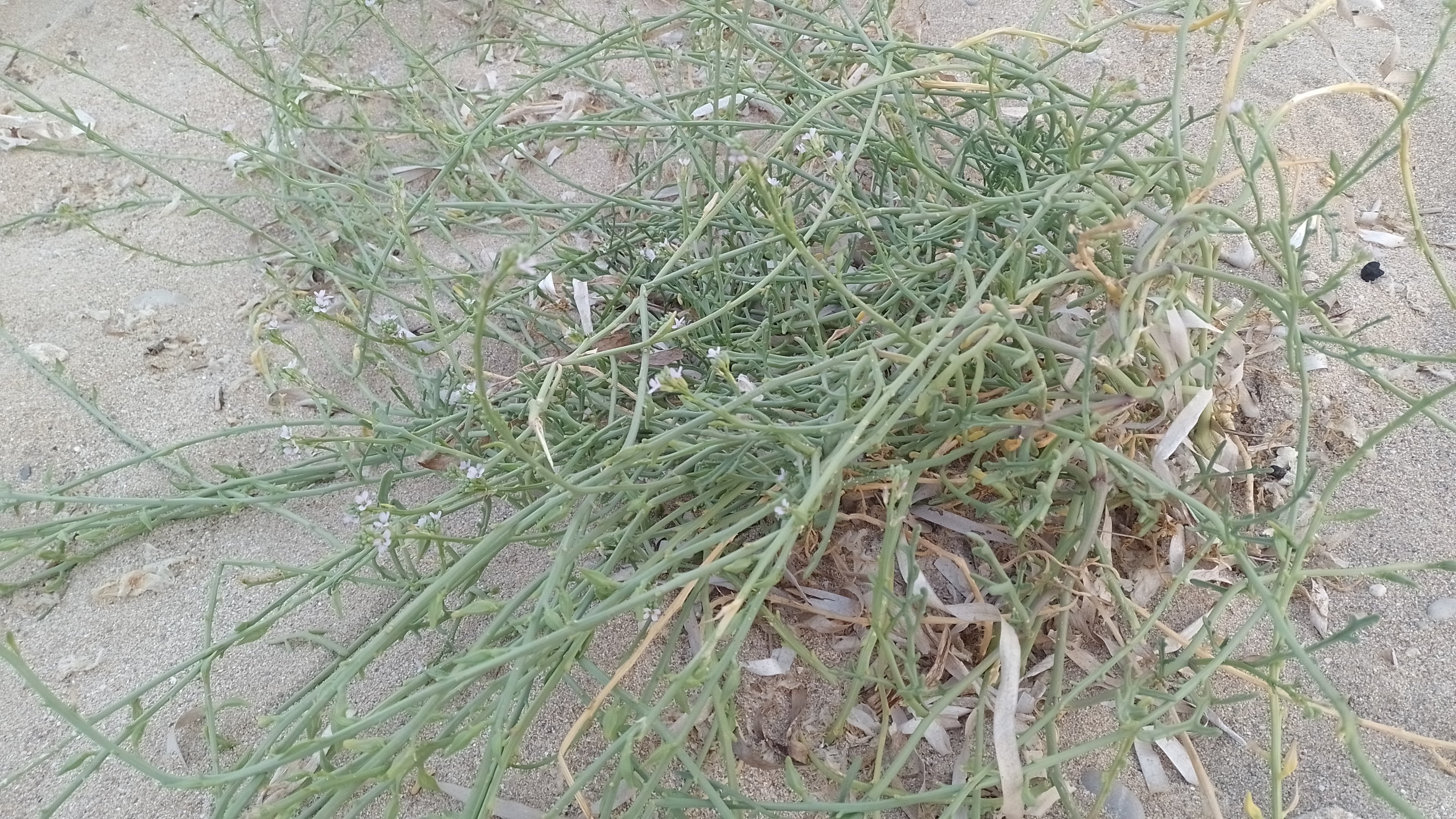 A closer angle of the plant. You can see the dense jumbled mess of plant stems