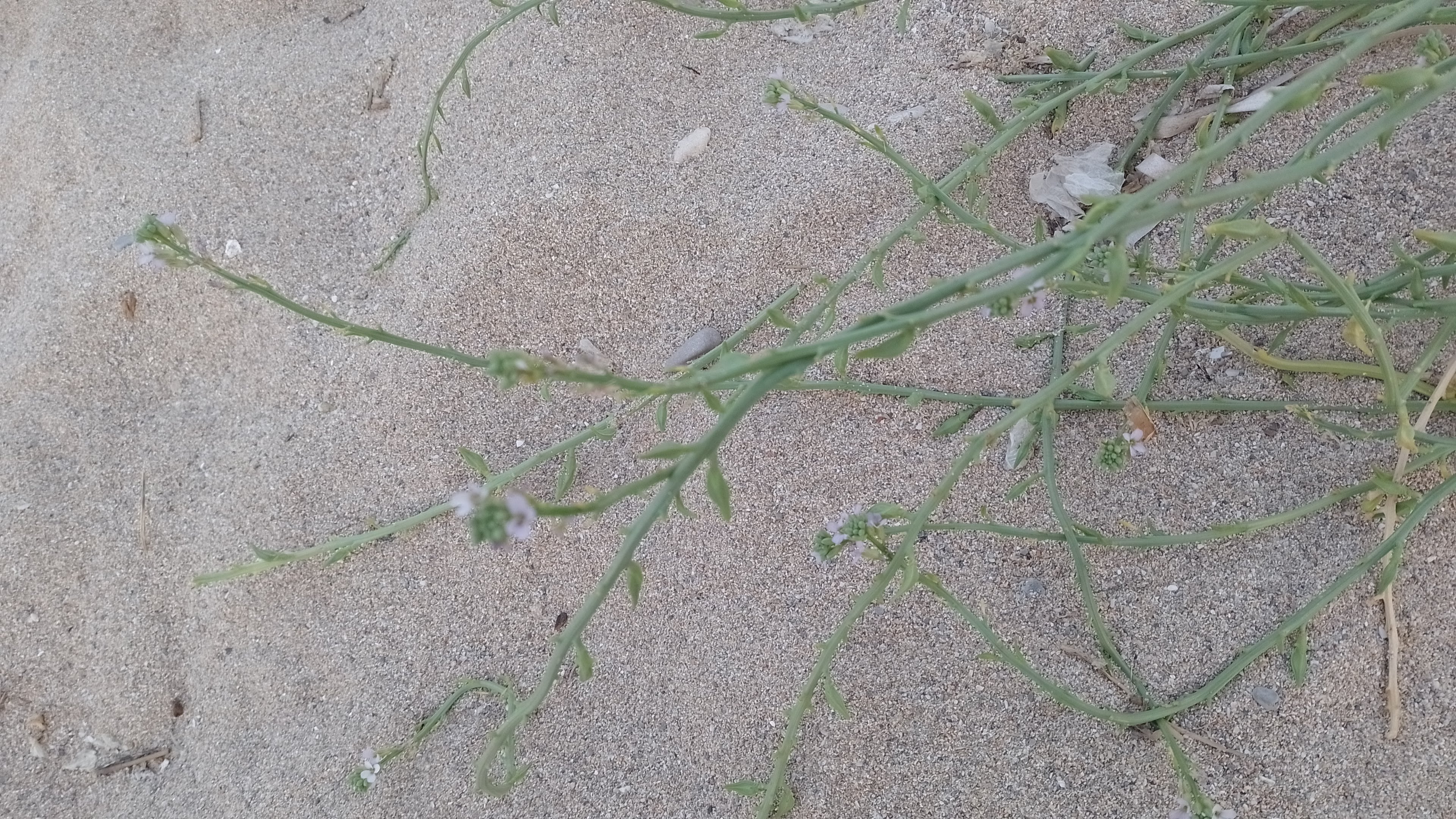 A picture of one of the stems. At regular intervals a fatty leaf pops out of the stem.
