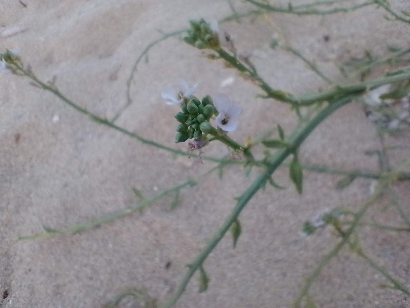 A close up of one of the ends of a stem. It has little green buttons.