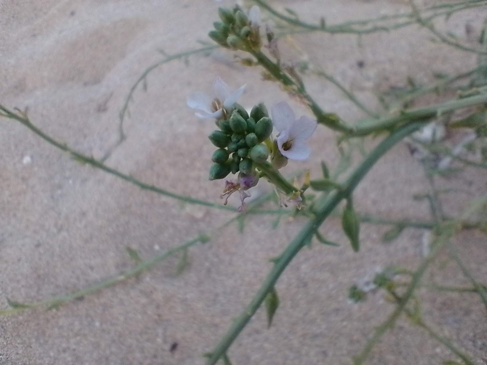 Same as above from a different angle. Three flowers jut out next to the green buttons. They’re mostly white with a hint of lilac around the edges of the leaves of the flowers.