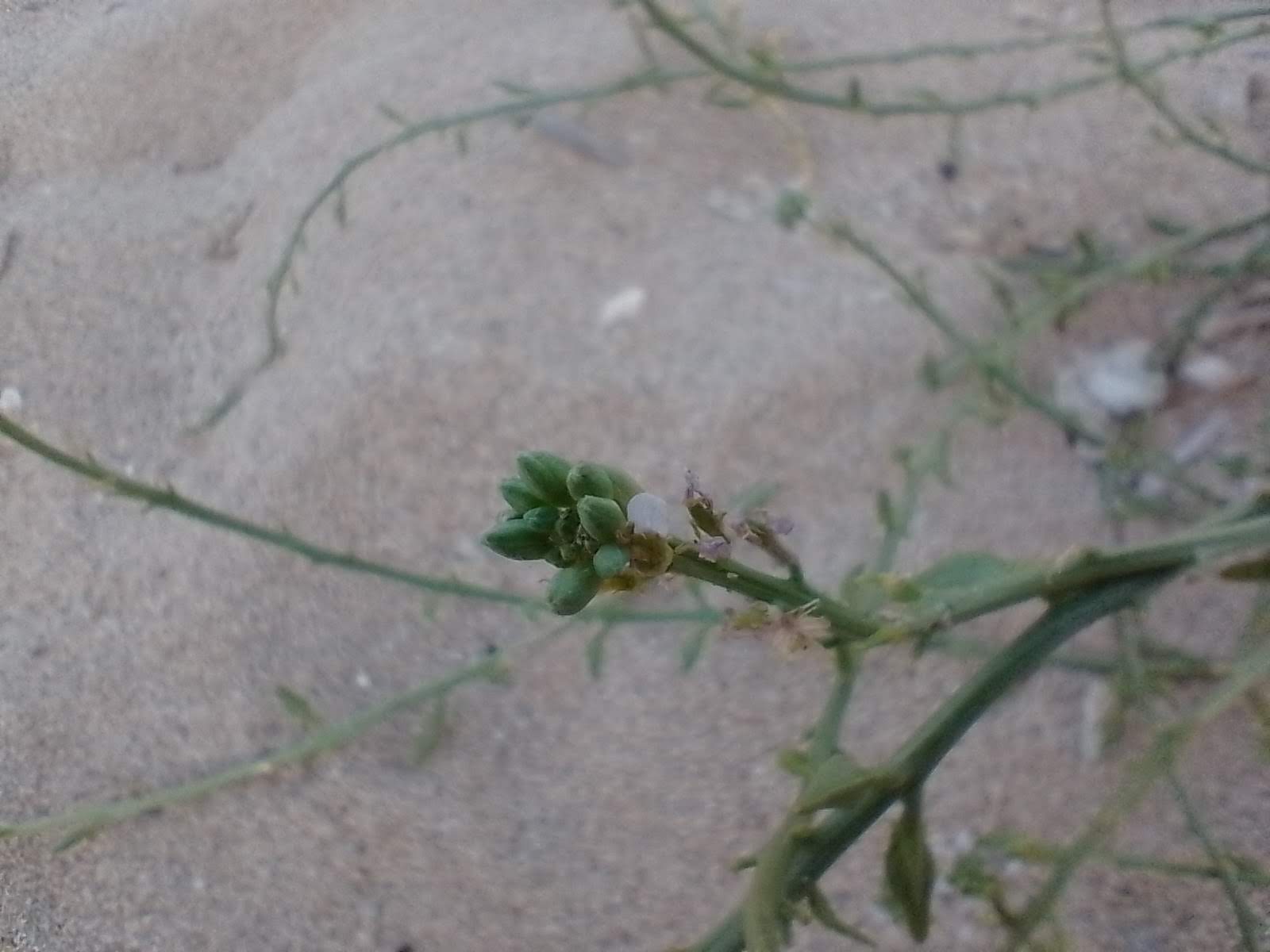 A different end of a different stem. This one has the green buttons with only a single leaf of flower.