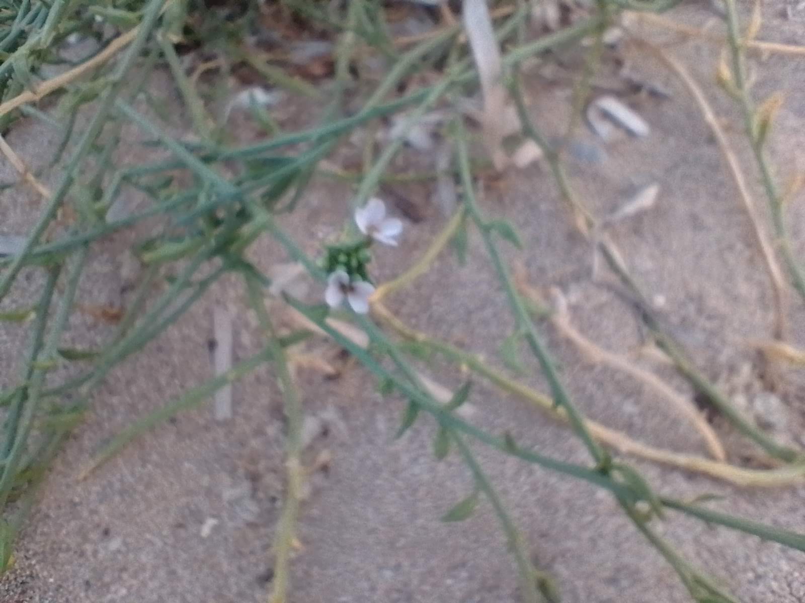 A quite blurry picture of some stems criss-crossing each other.