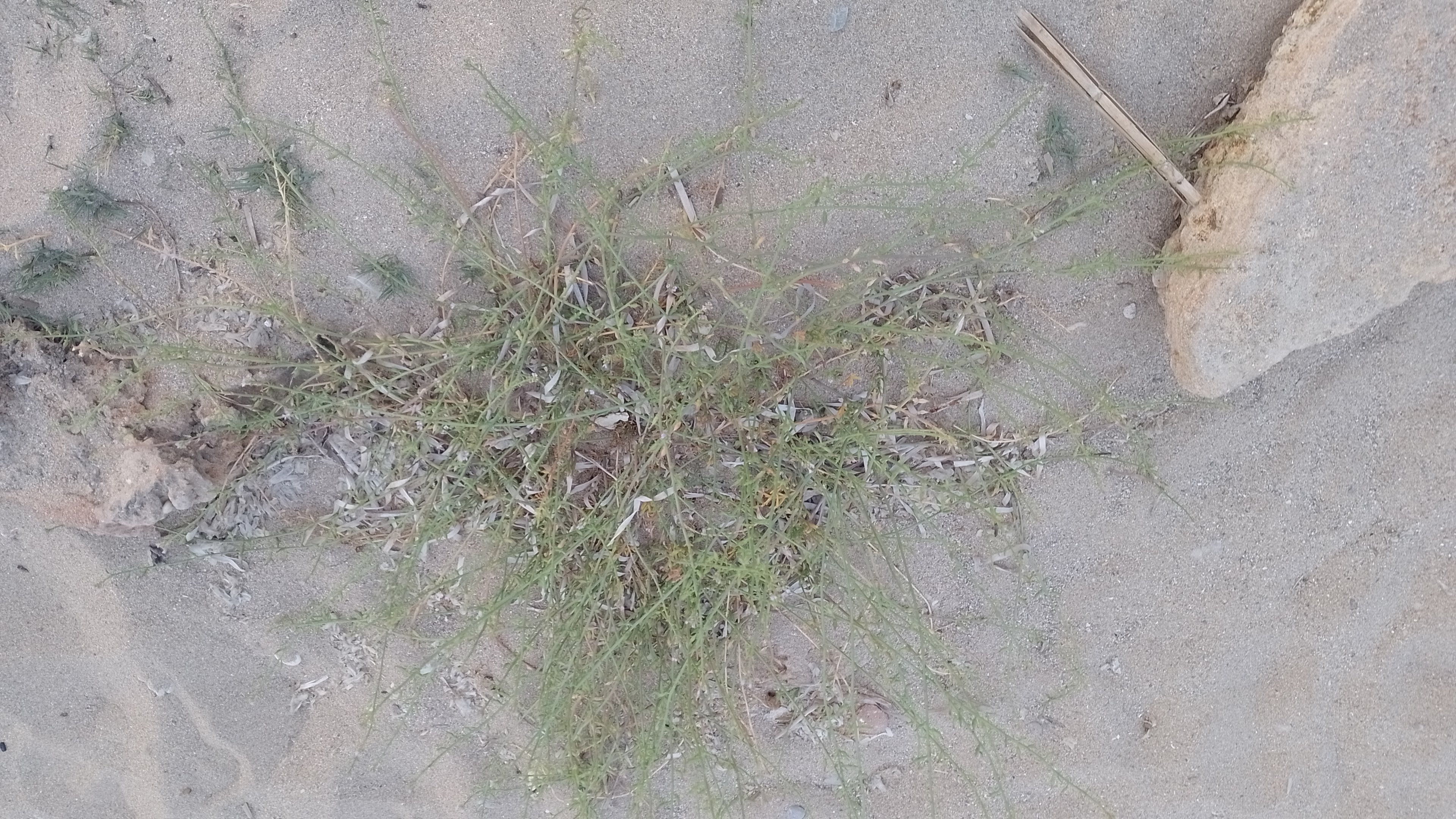 A picture of the third sea rocket plant