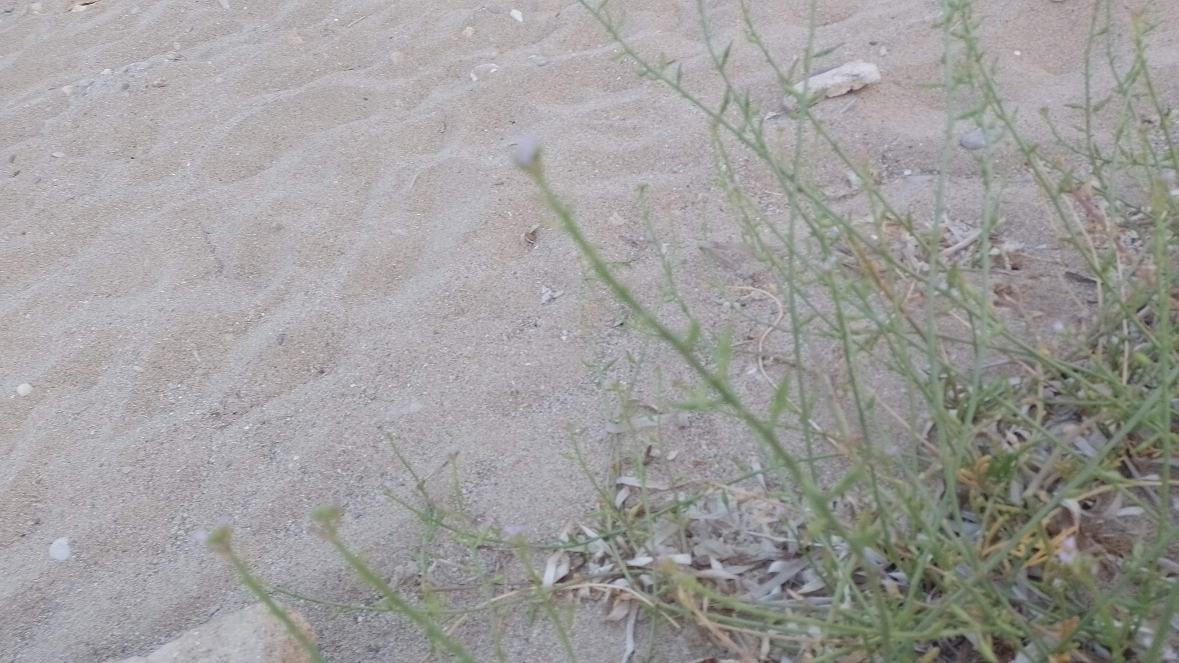 A picture of sea rocket