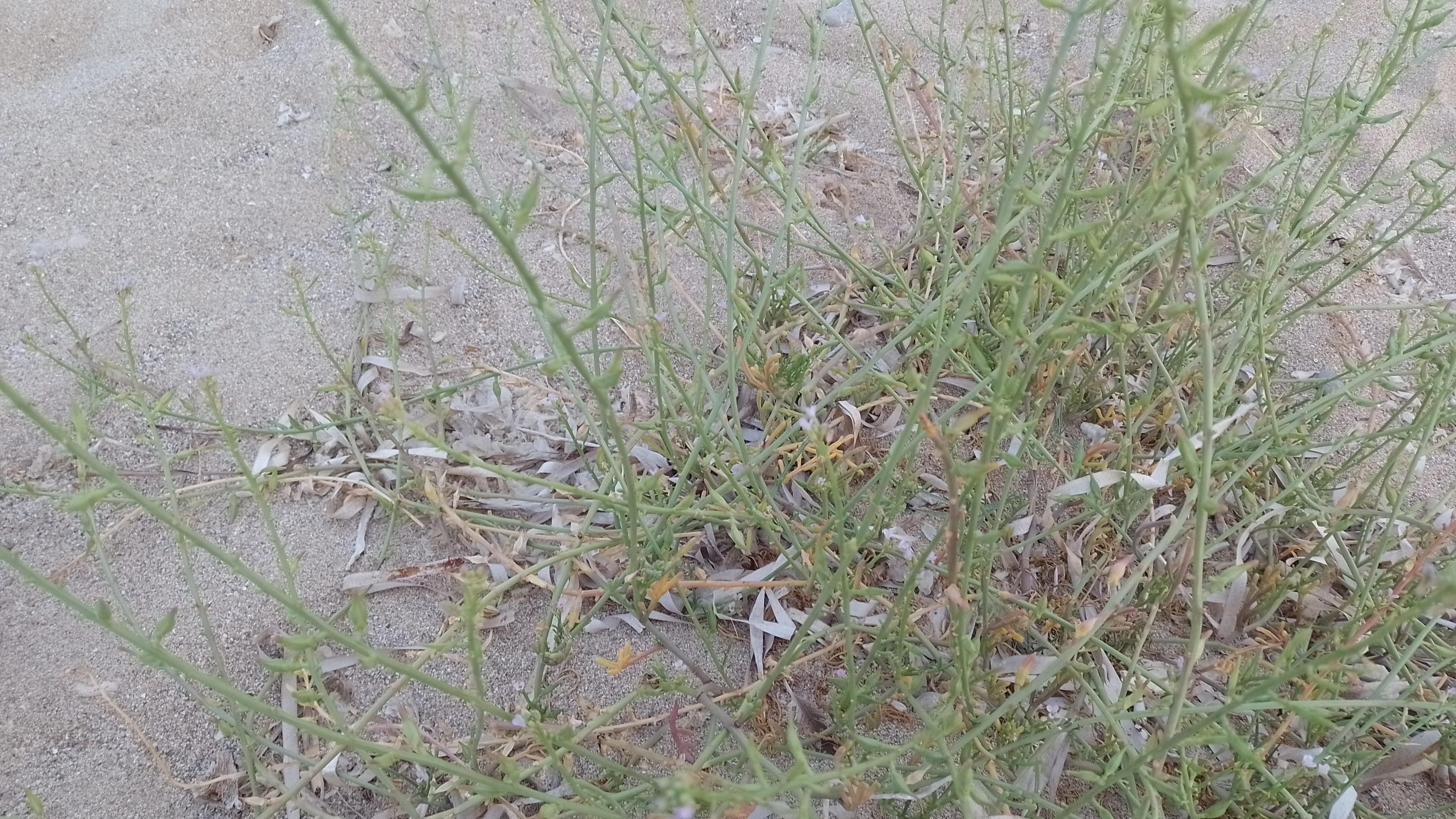 A picture of sea rocket