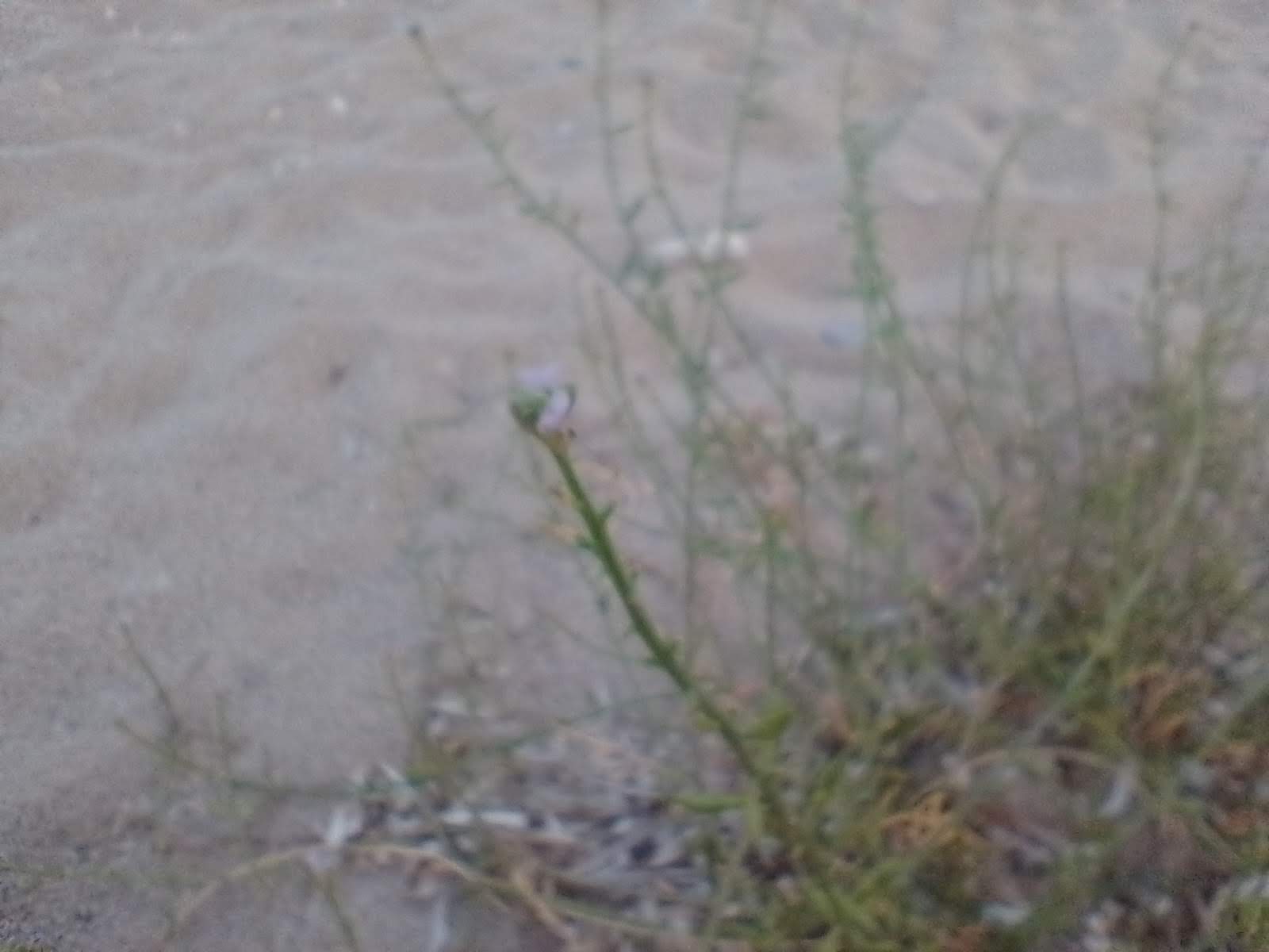 A picture of sea rocket