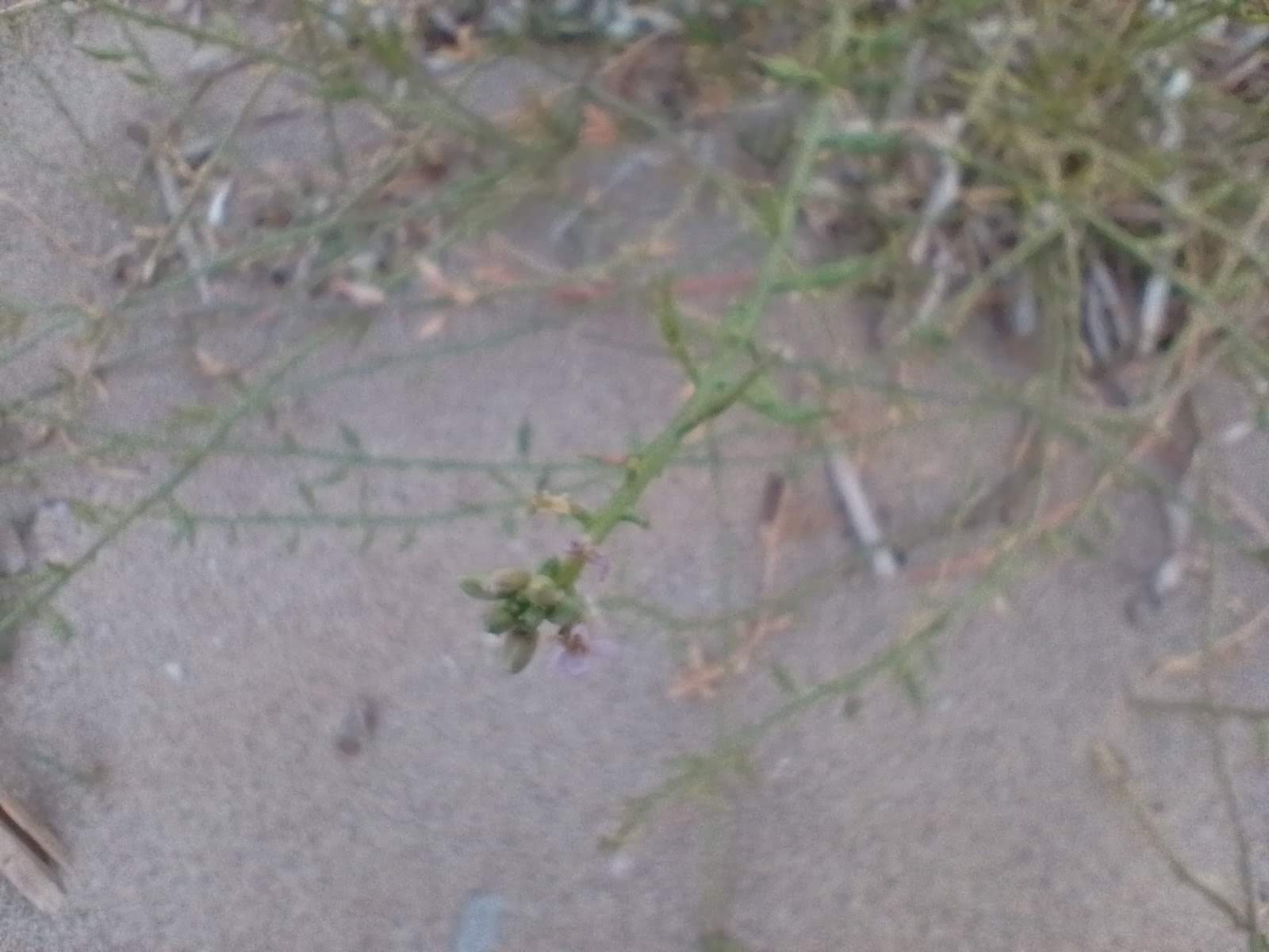 A picture of sea rocket