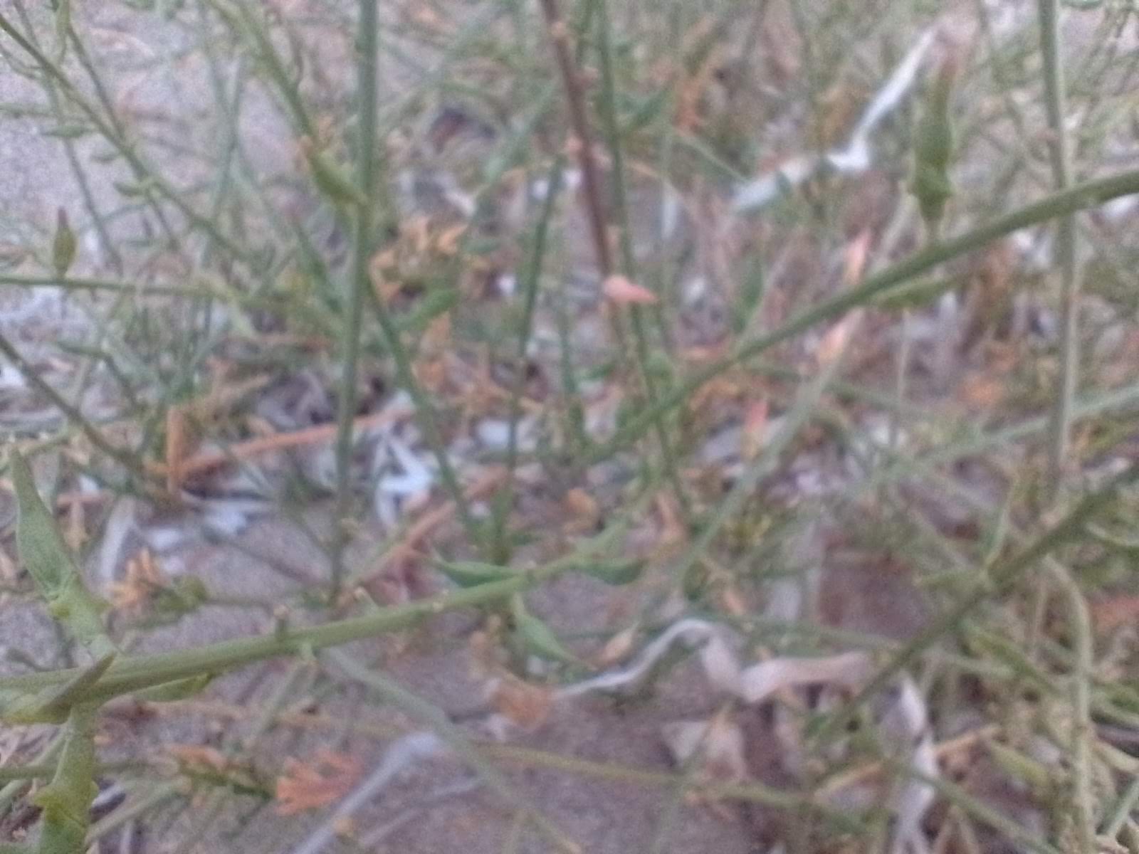 A picture of sea rocket