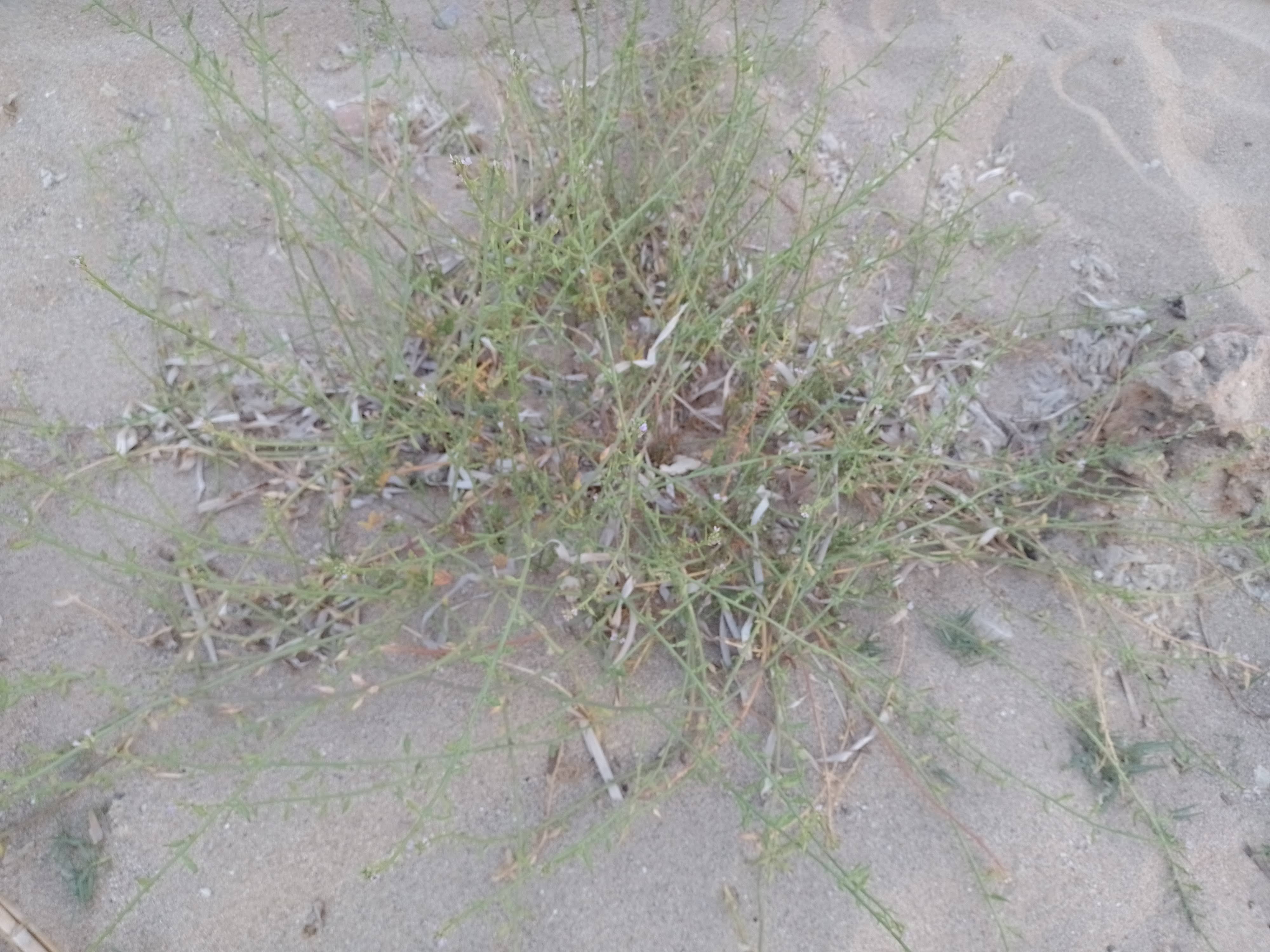 A picture of sea rocket