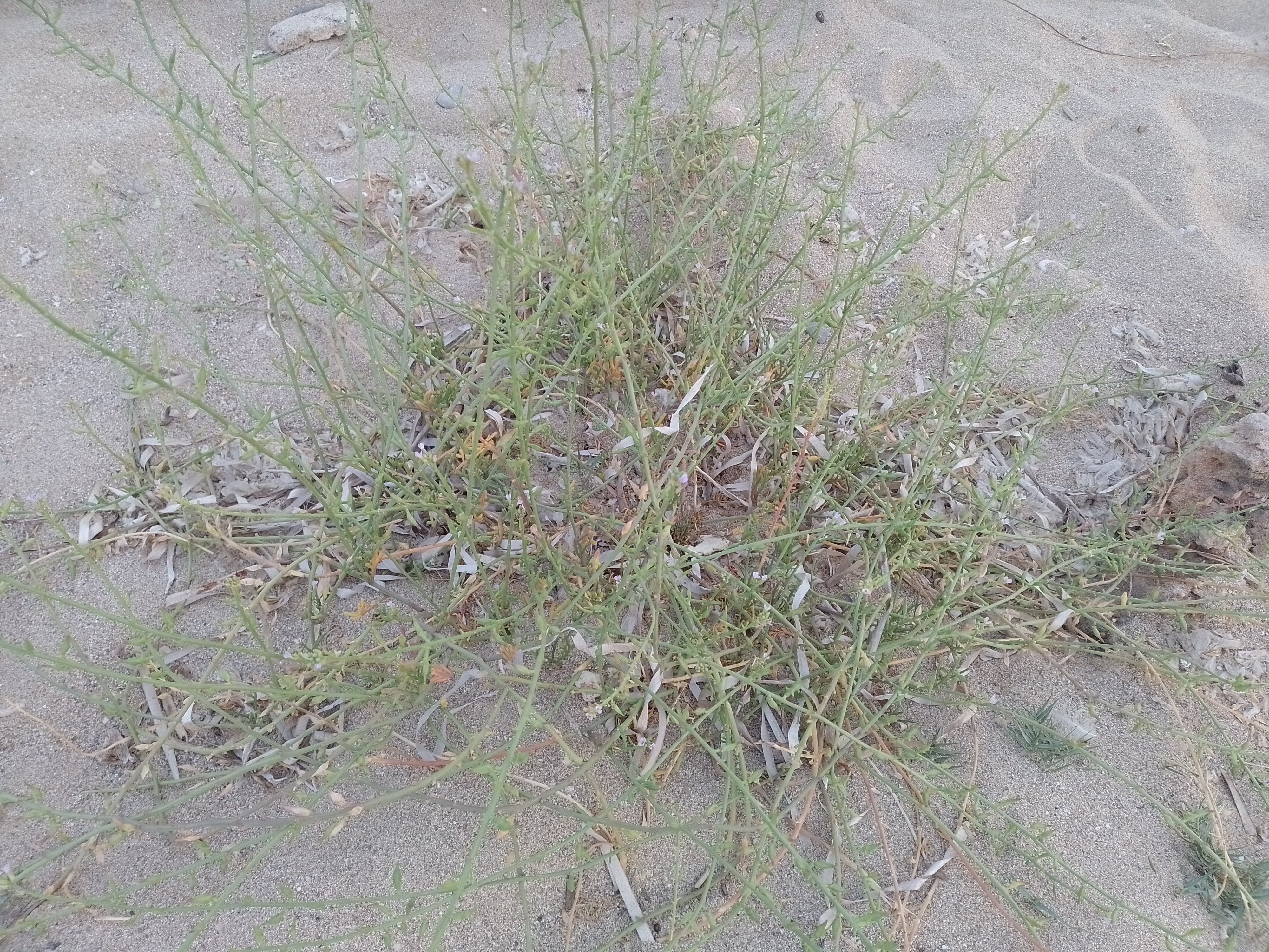 A picture of sea rocket