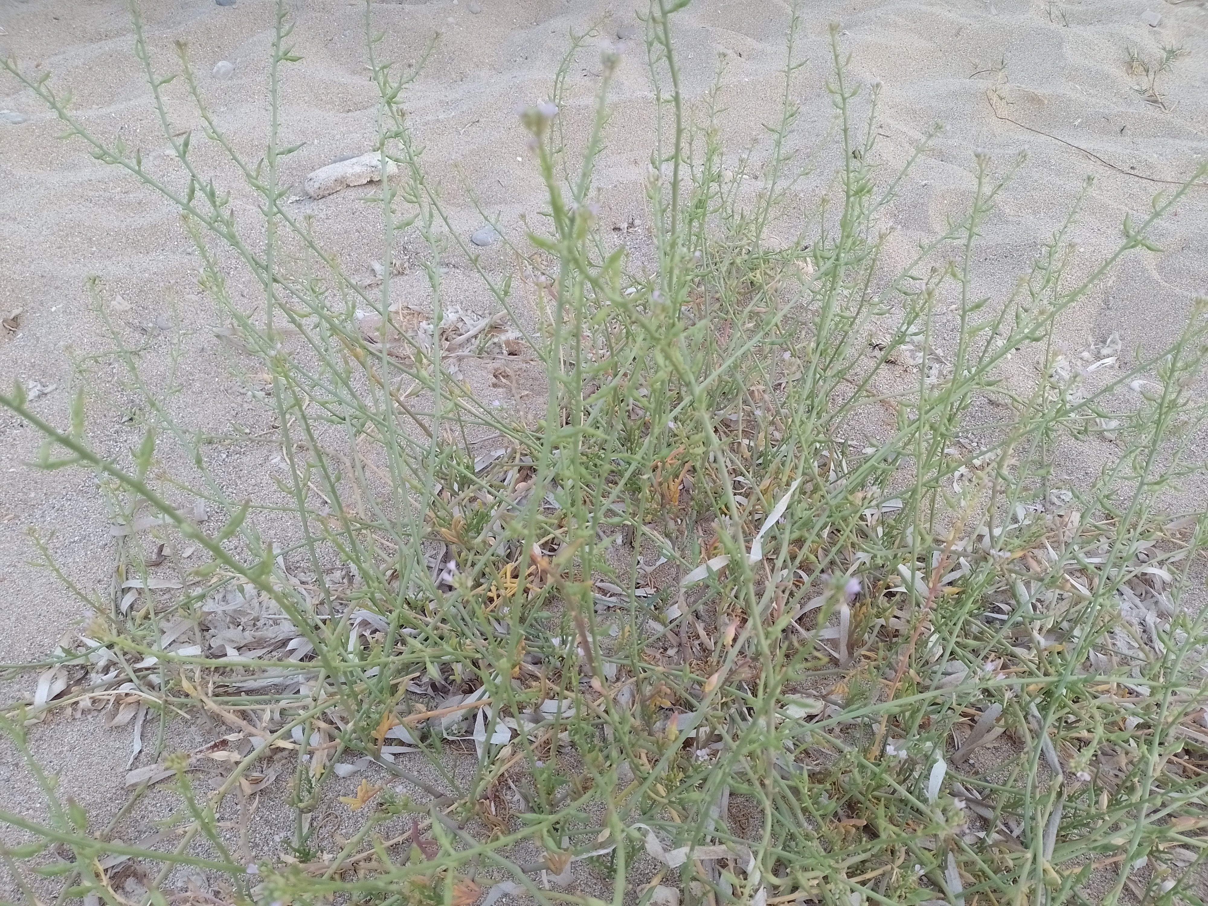 A picture of sea rocket