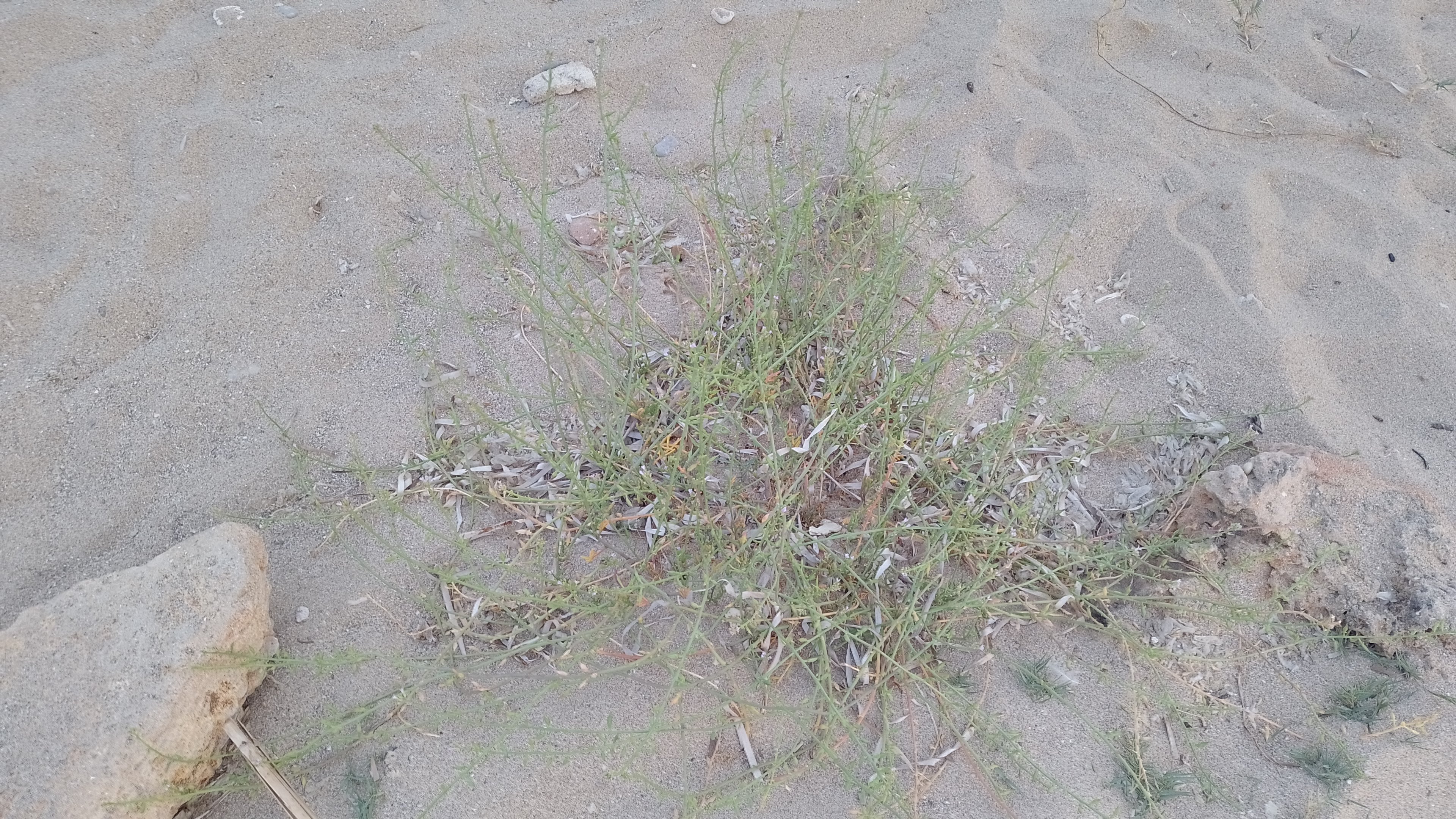 A picture of sea rocket