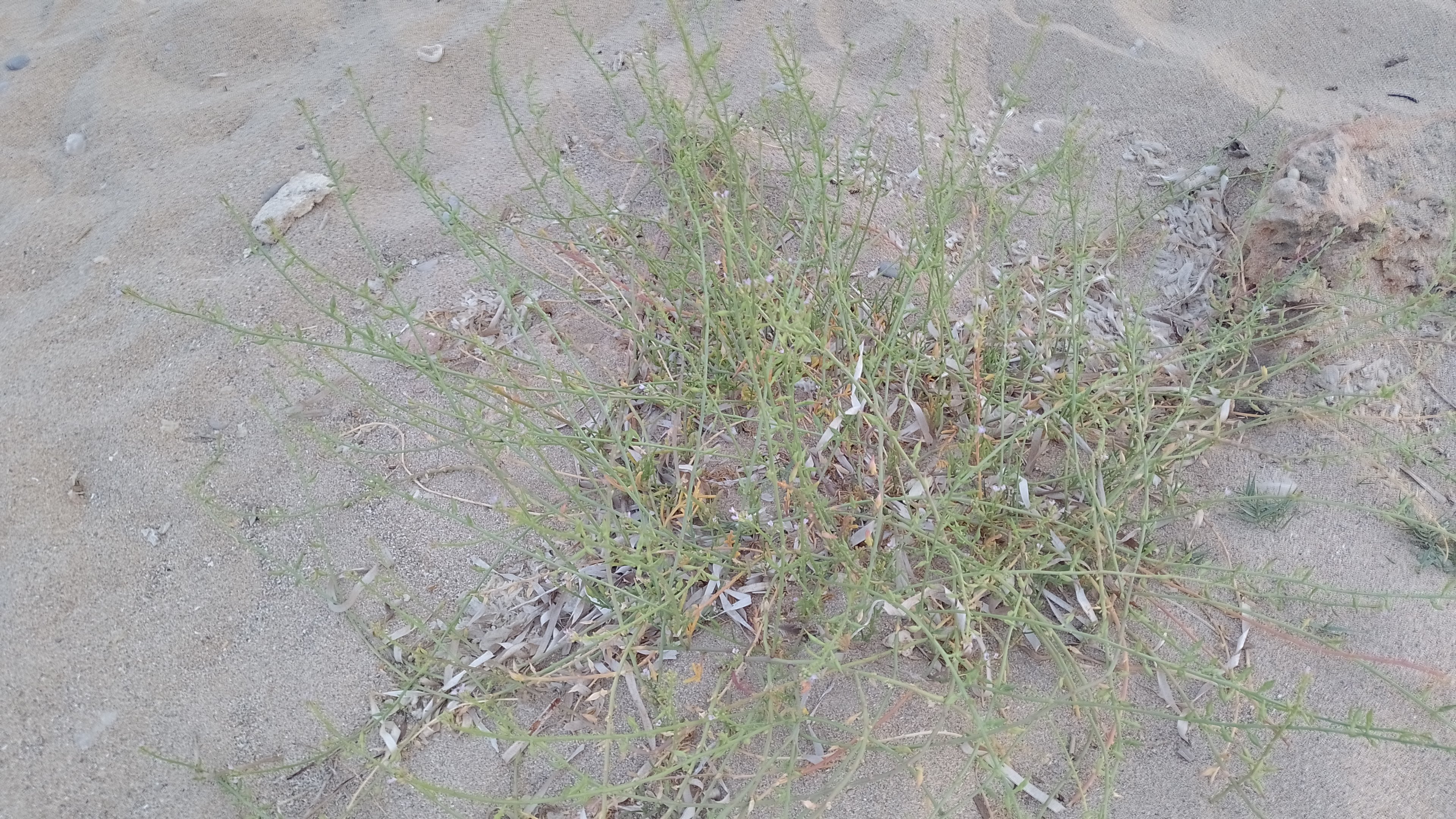A picture of sea rocket