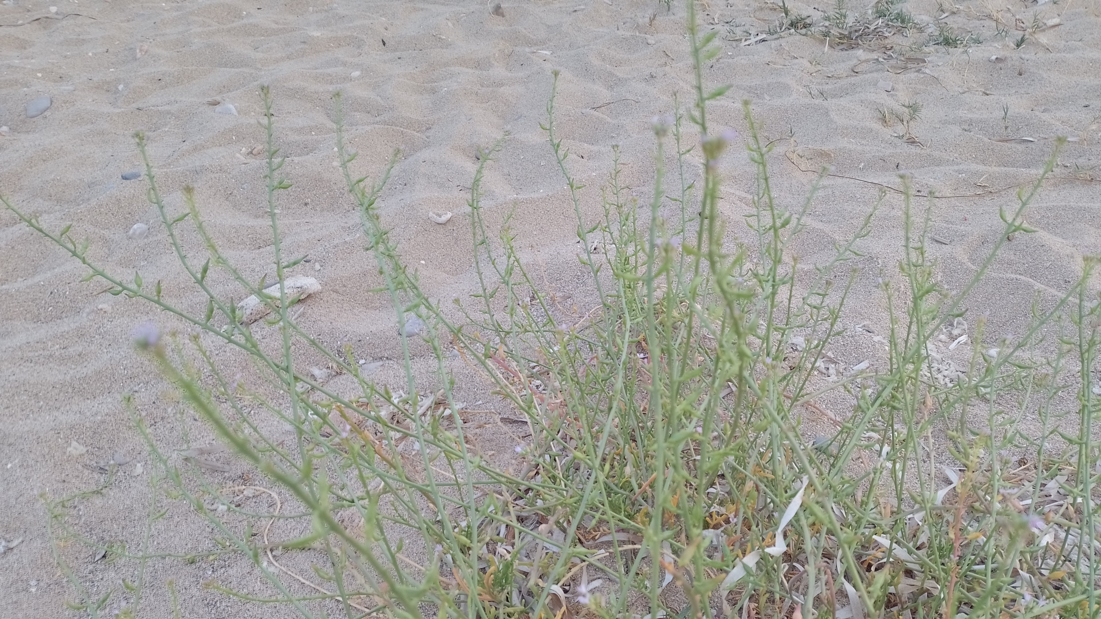 A picture of sea rocket