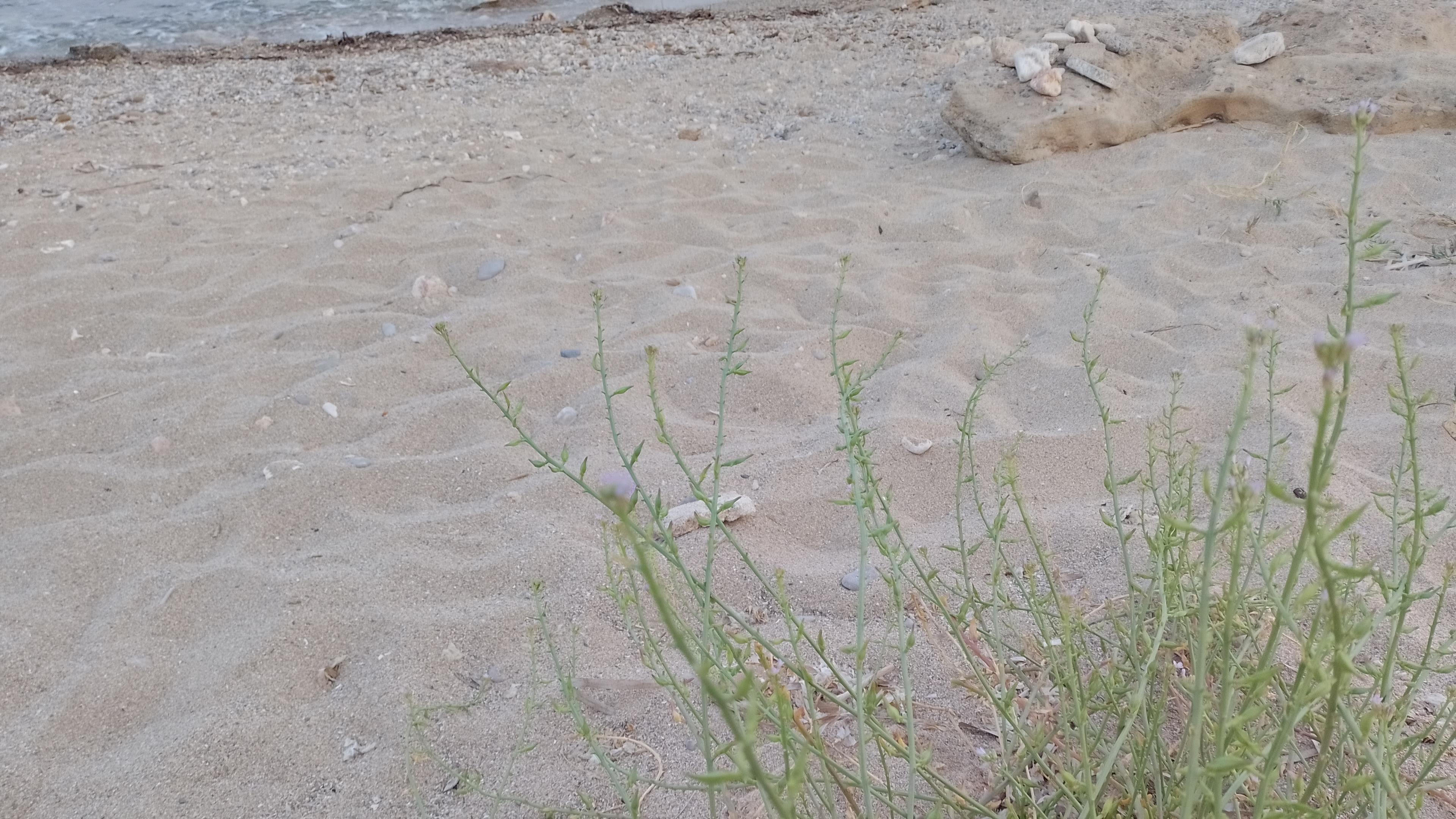 A picture of sea rocket