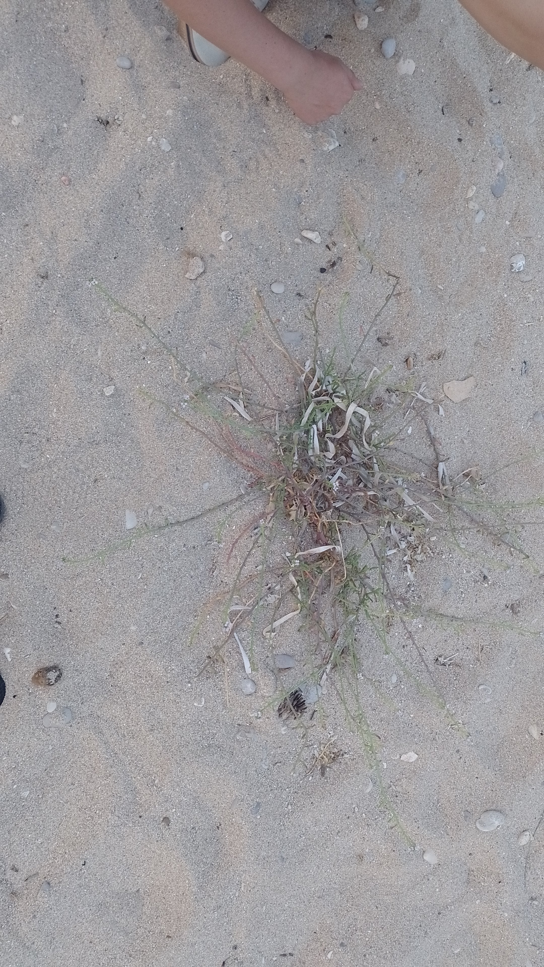 A picture of sea rocket