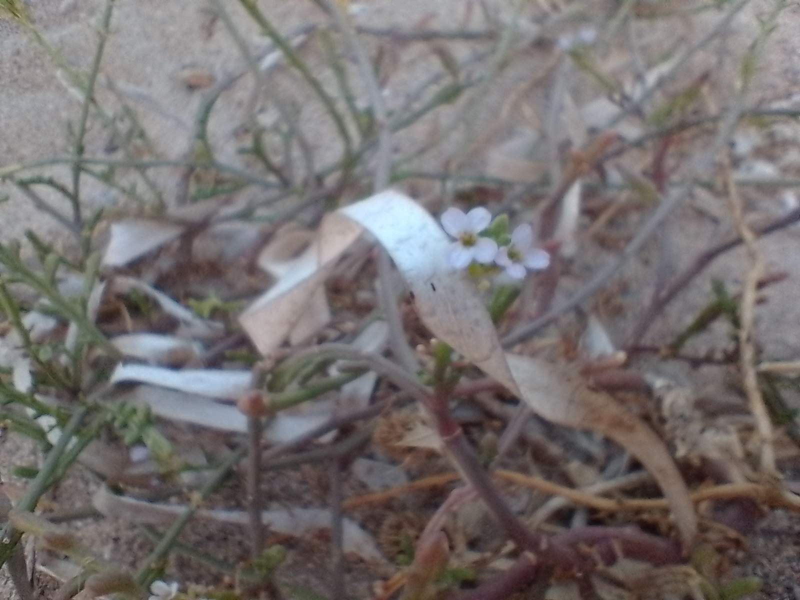 A picture of sea rocket