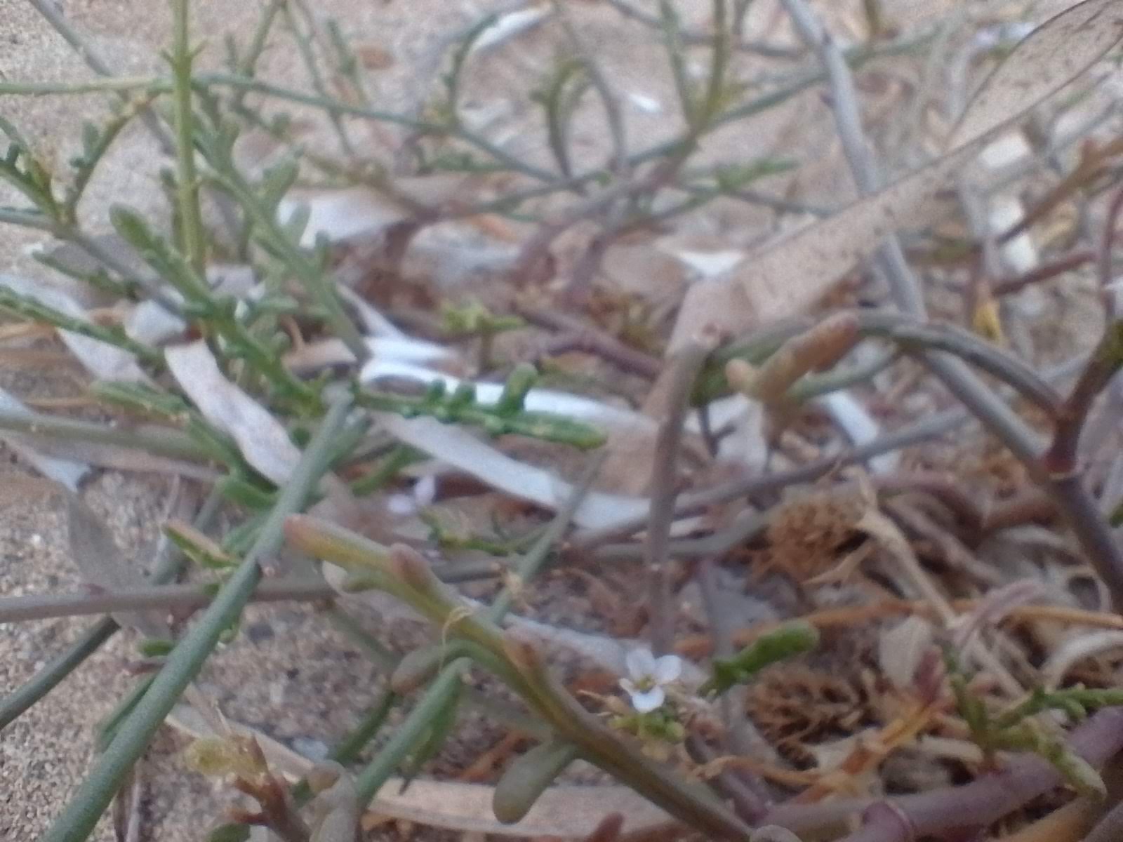 A picture of sea rocket