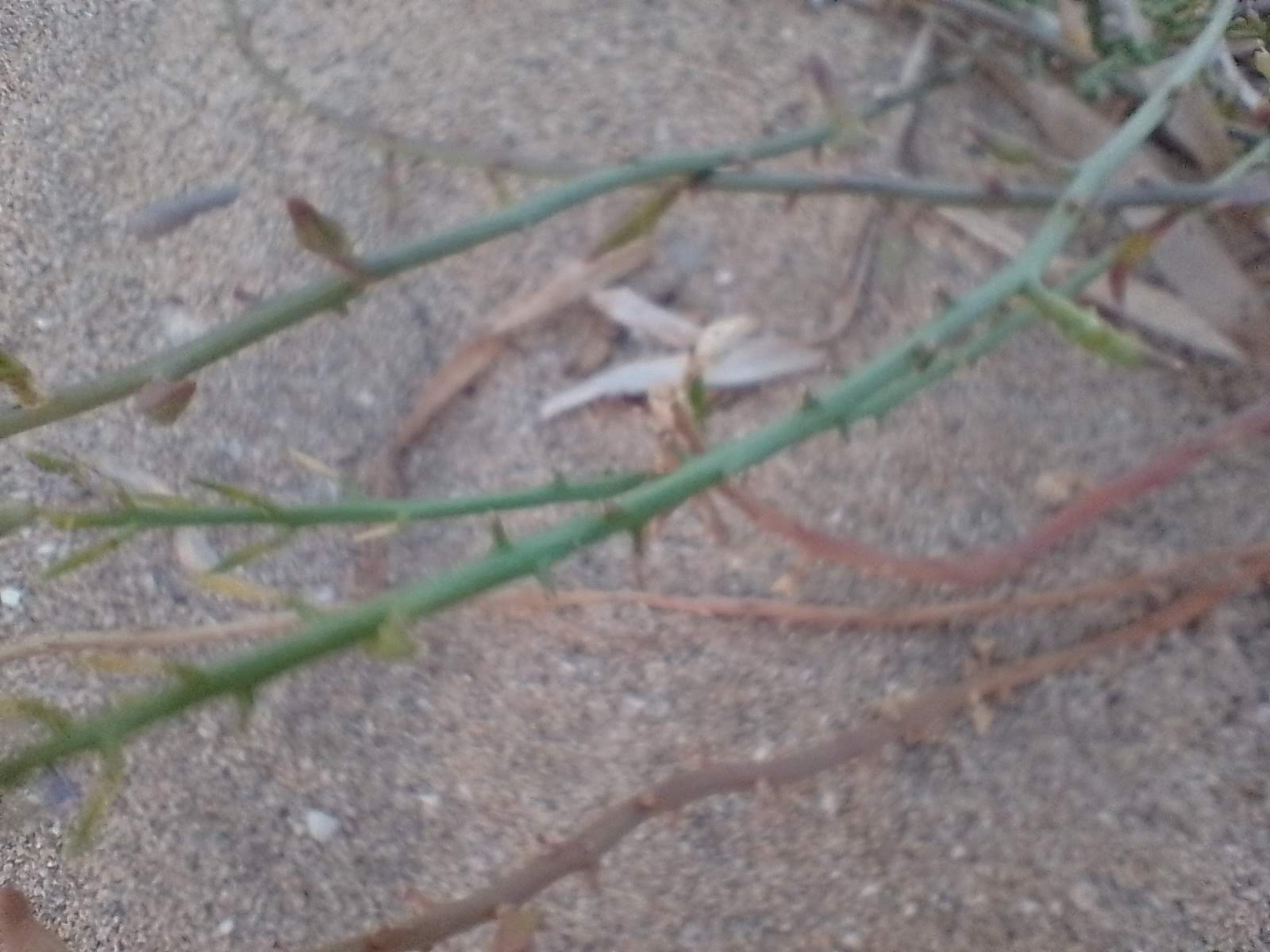 A picture of sea rocket