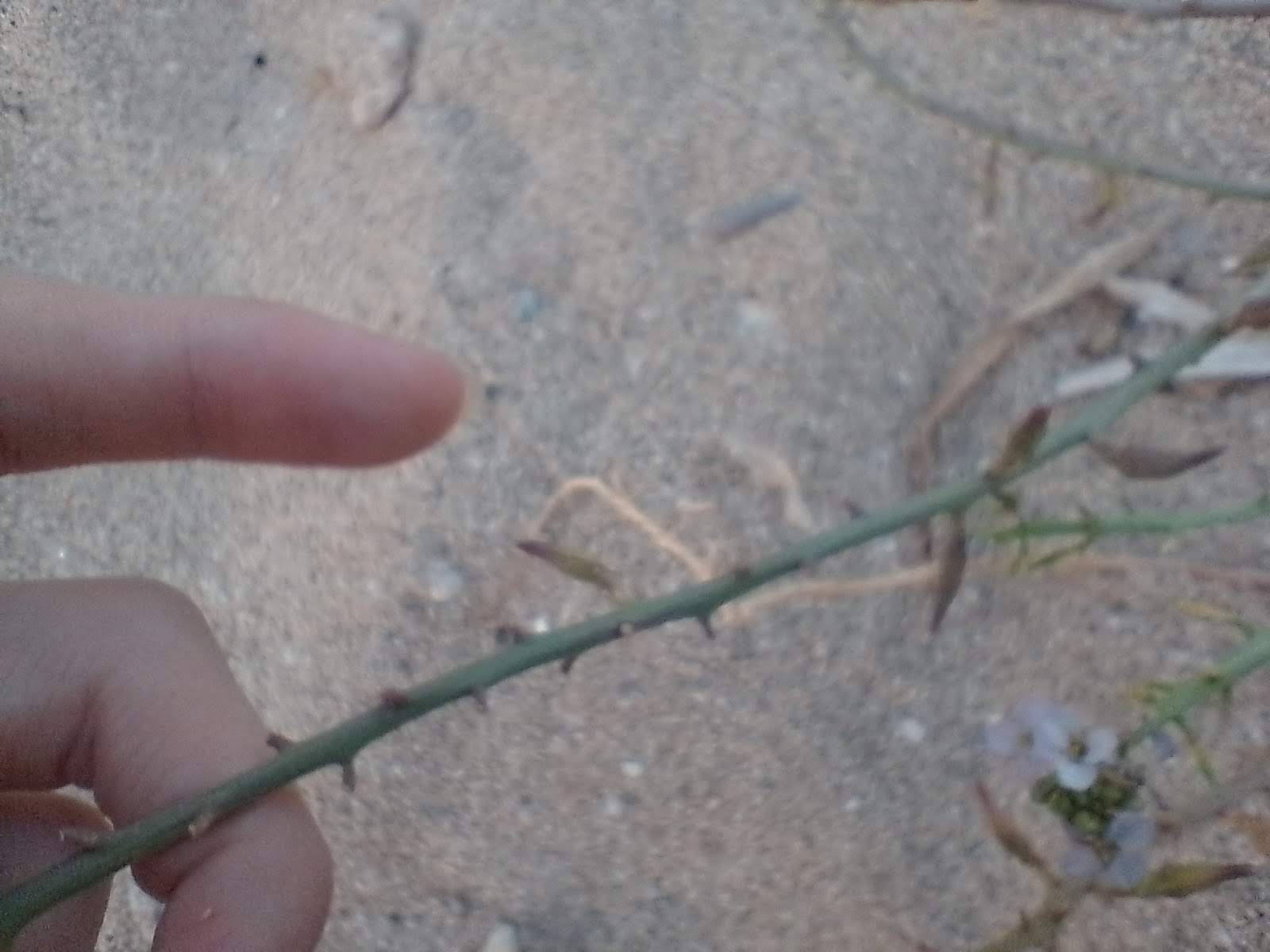 A picture of a stem. You can see little nubs where there are supposed to be leaves.