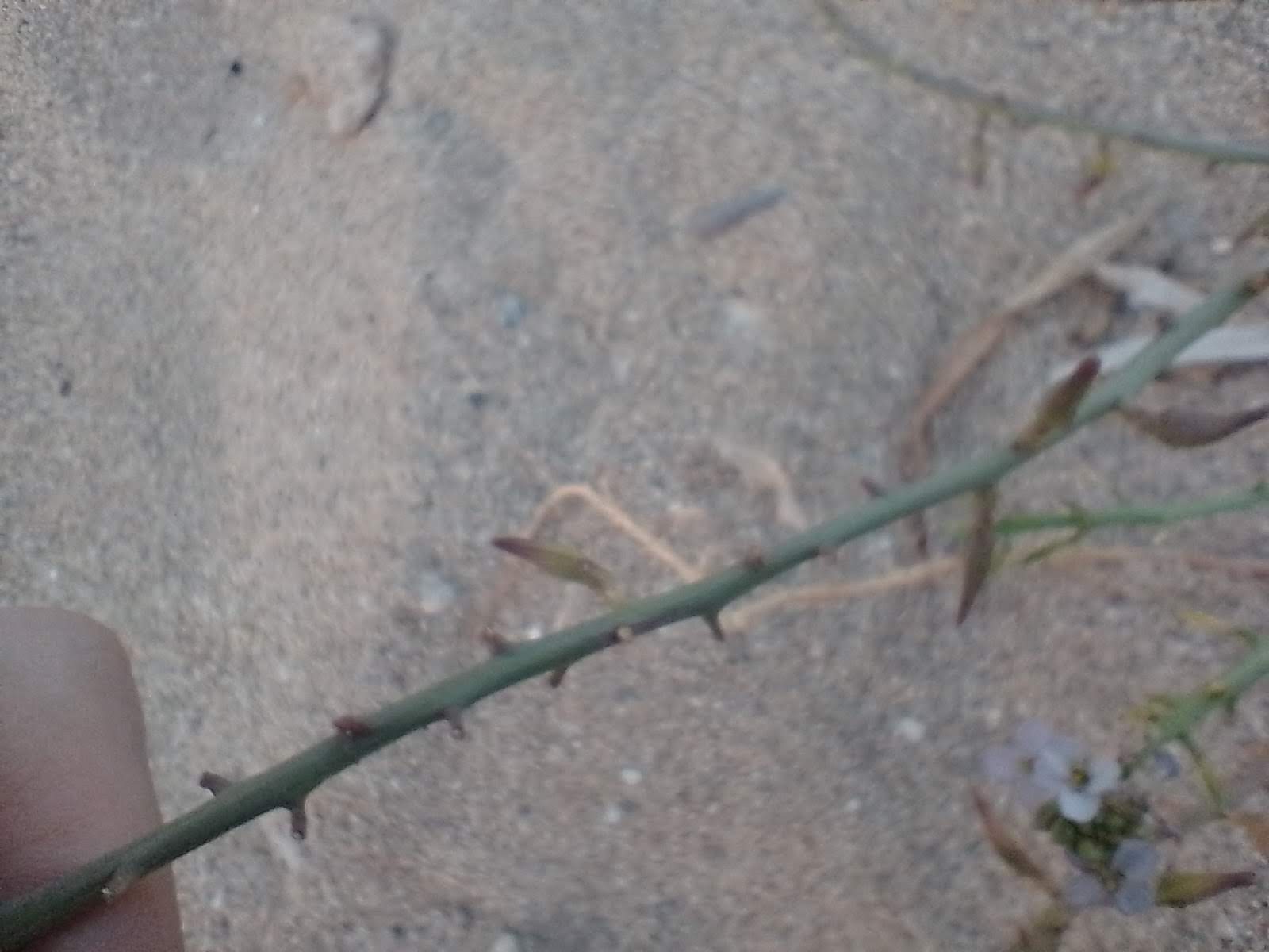 A picture of sea rocket