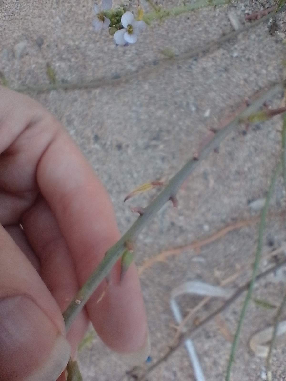 A picture of sea rocket