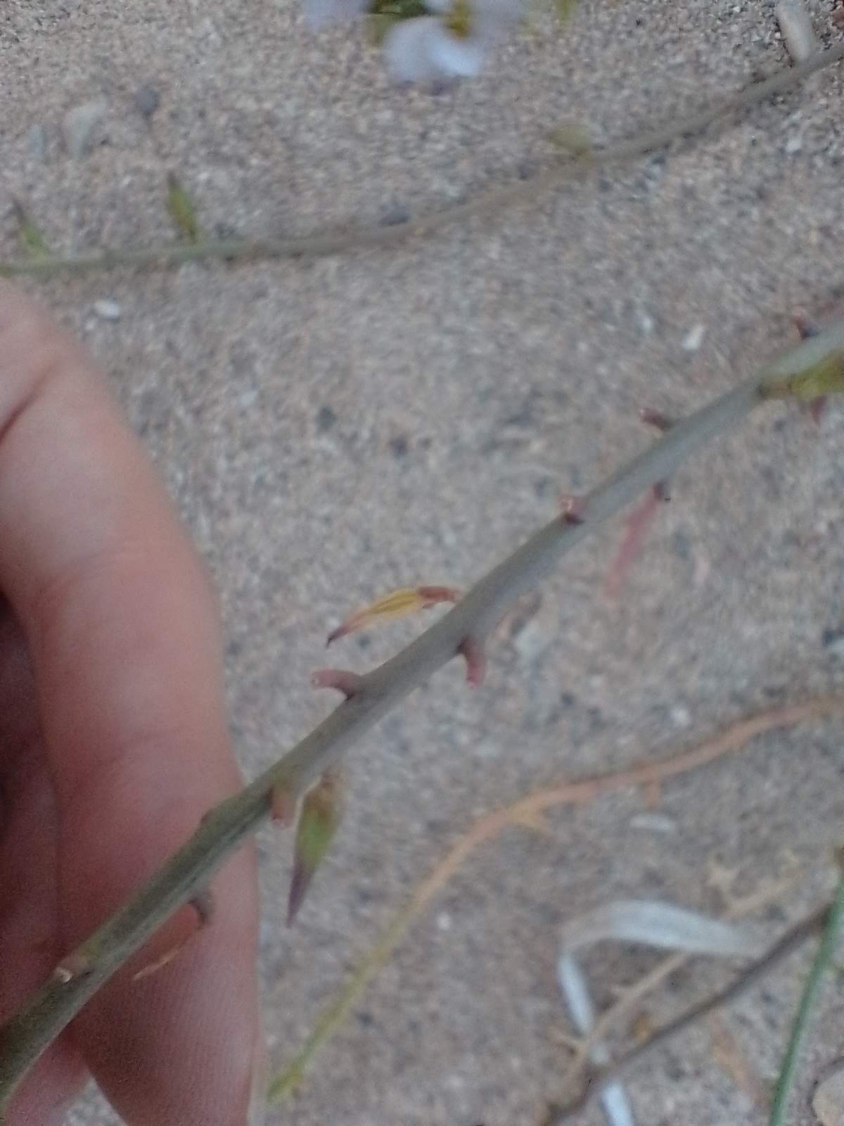A picture of sea rocket