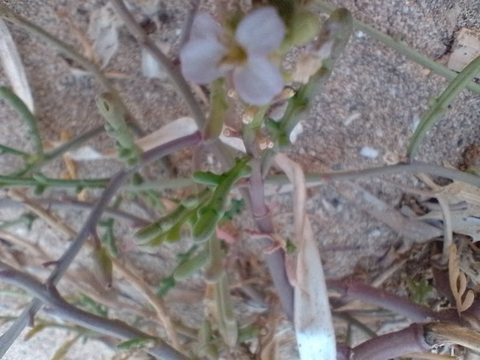 A picture of sea rocket