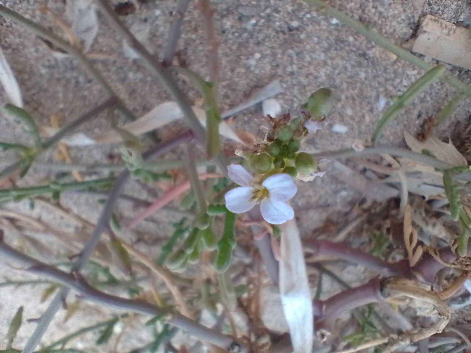 A picture of sea rocket