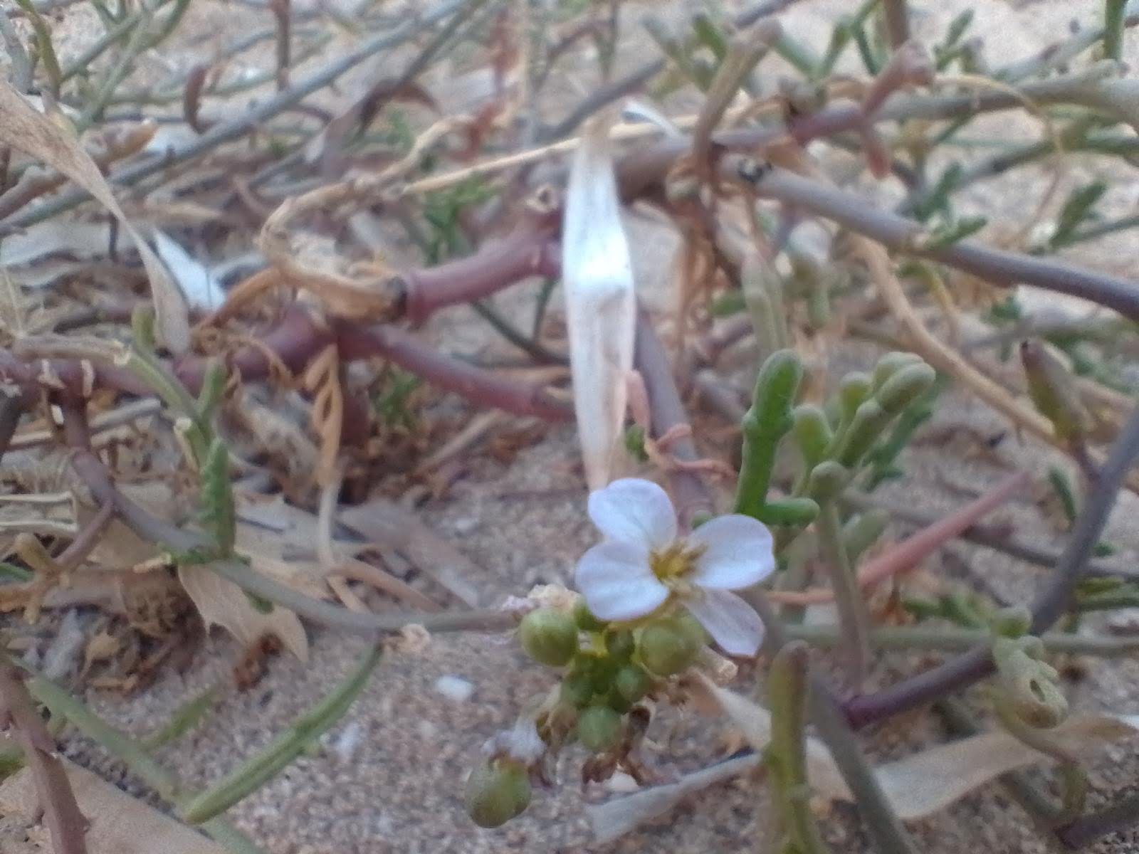 A picture of sea rocket