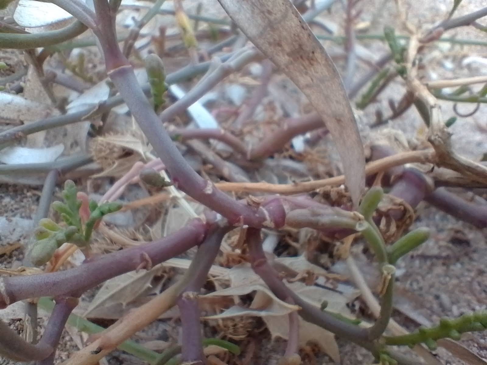 A picture of sea rocket