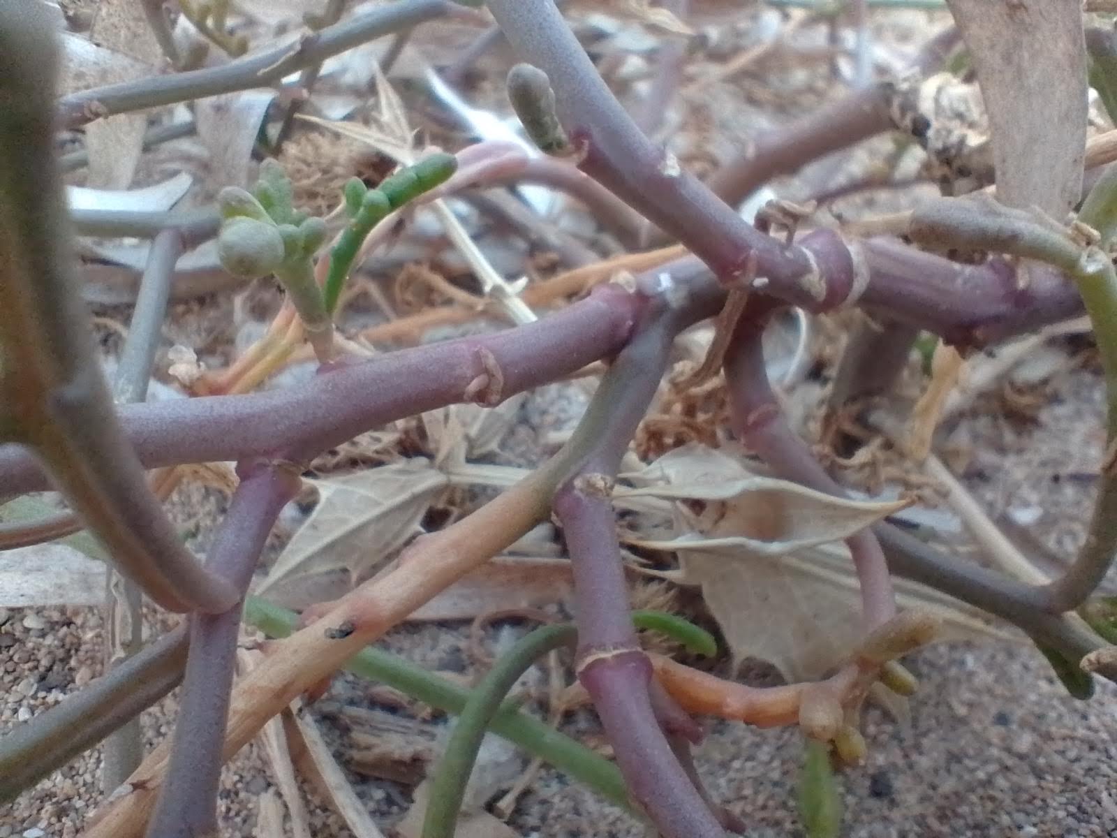 A picture of sea rocket