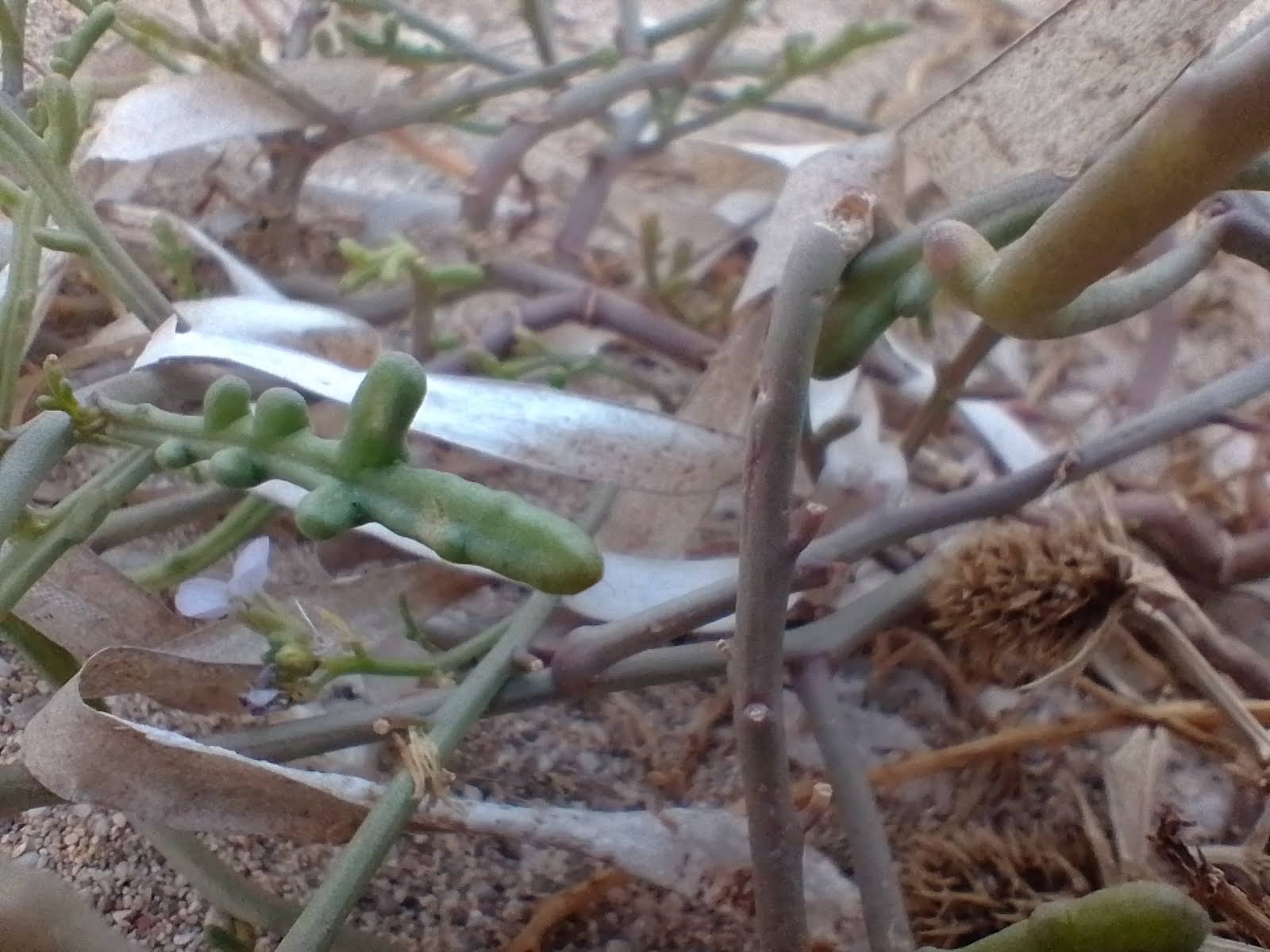 A picture of sea rocket