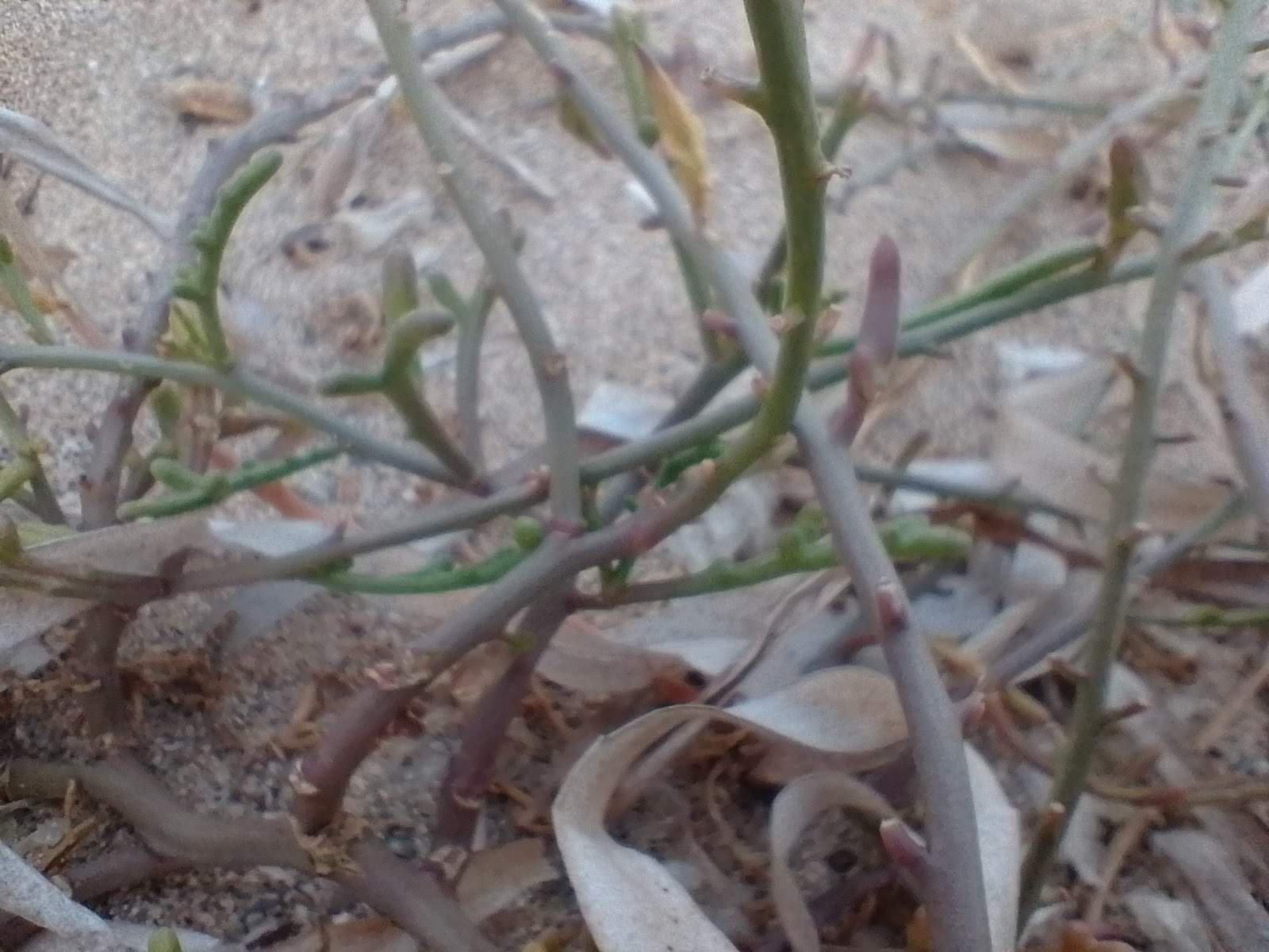A picture of sea rocket