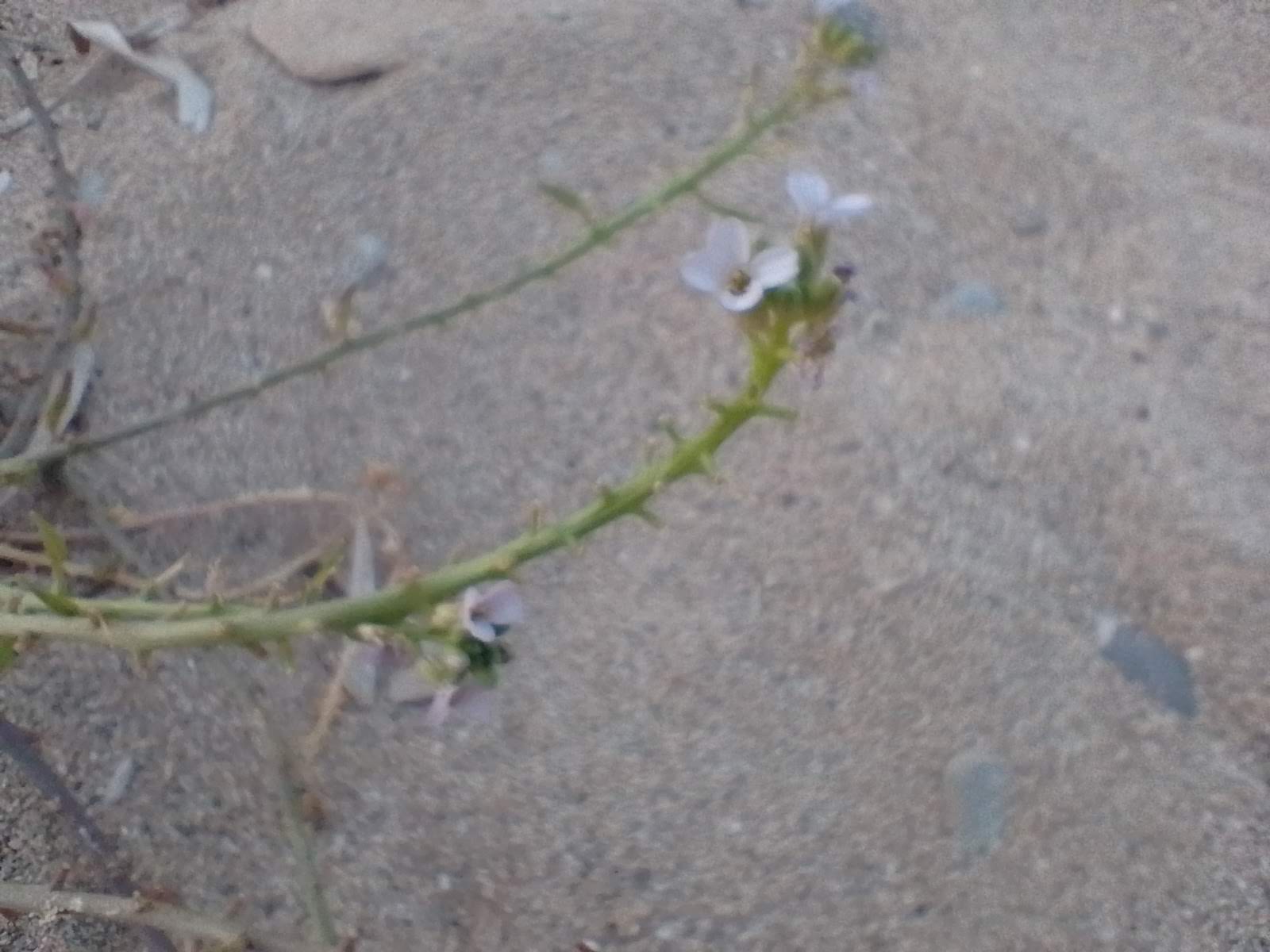 A picture of sea rocket