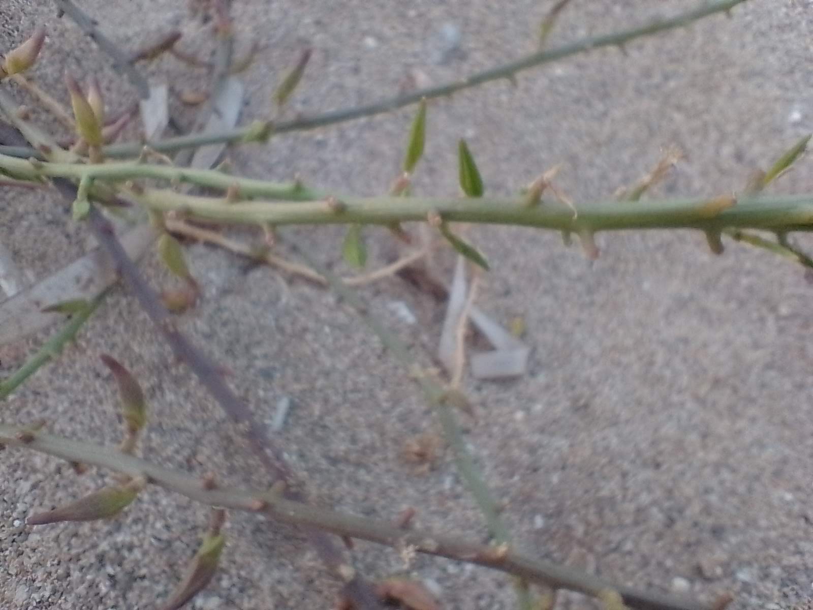 A picture of sea rocket