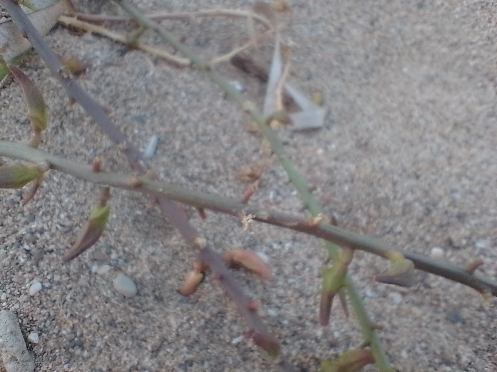 A picture of sea rocket