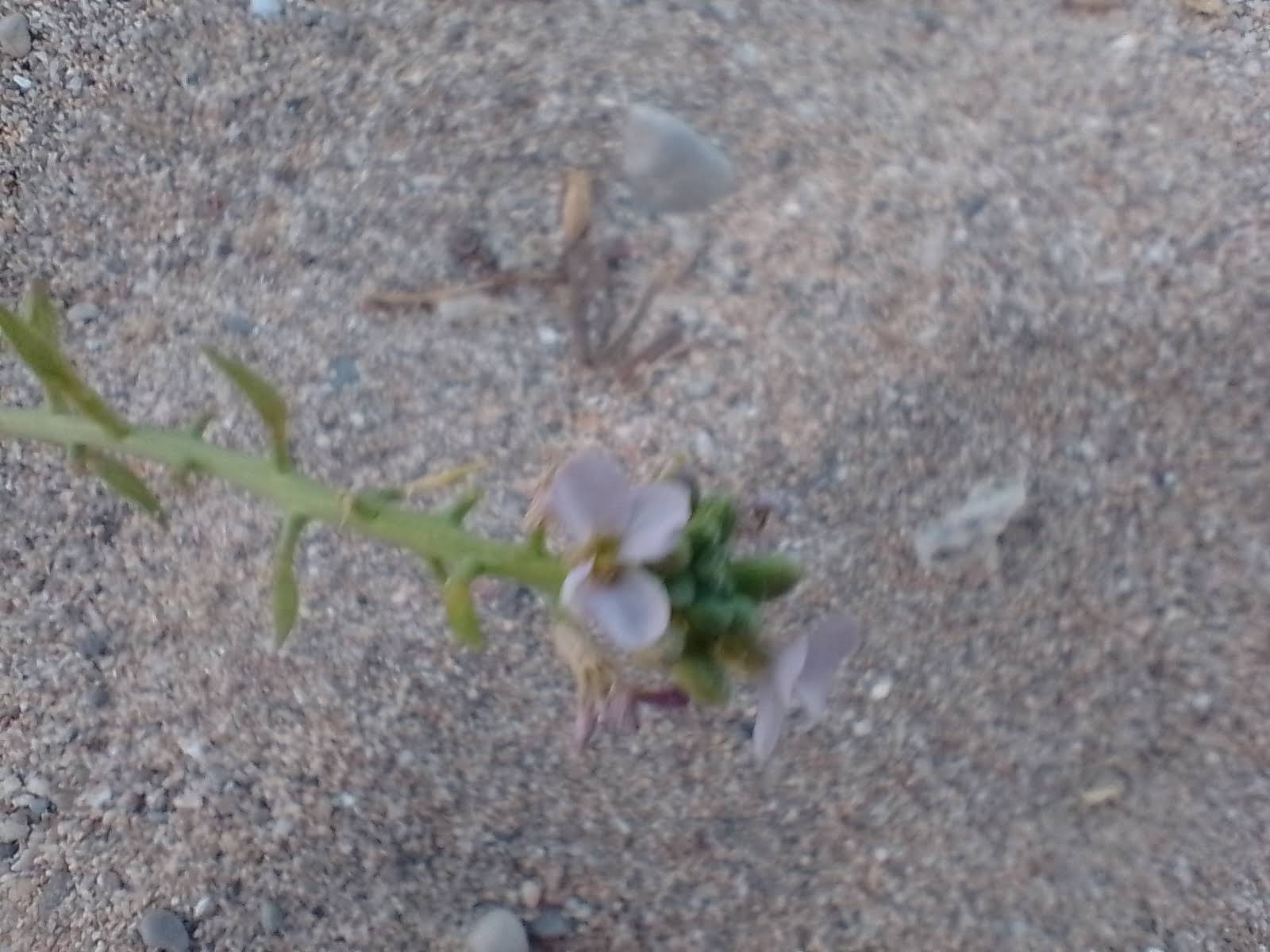 A picture of sea rocket