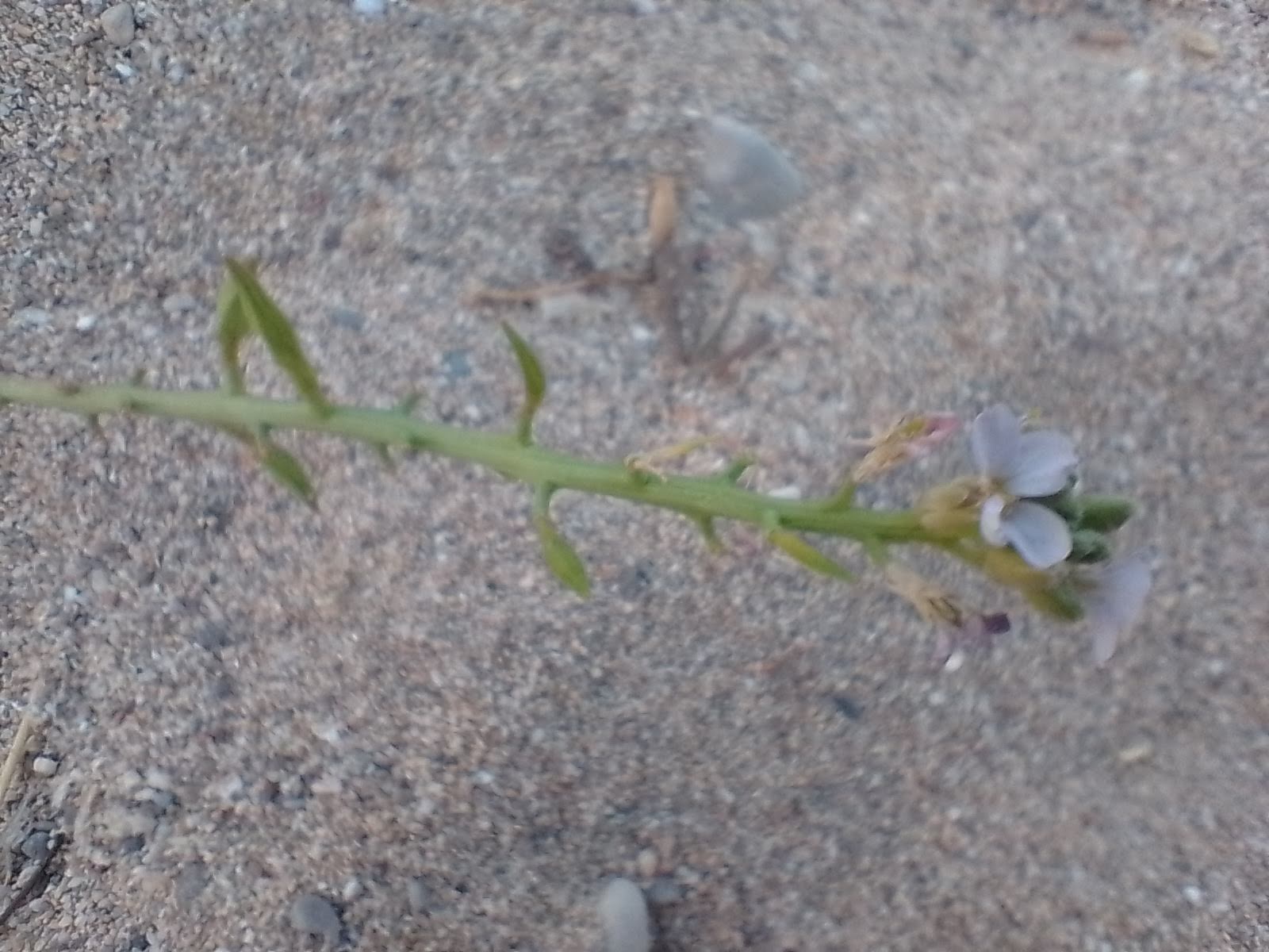 A picture of sea rocket